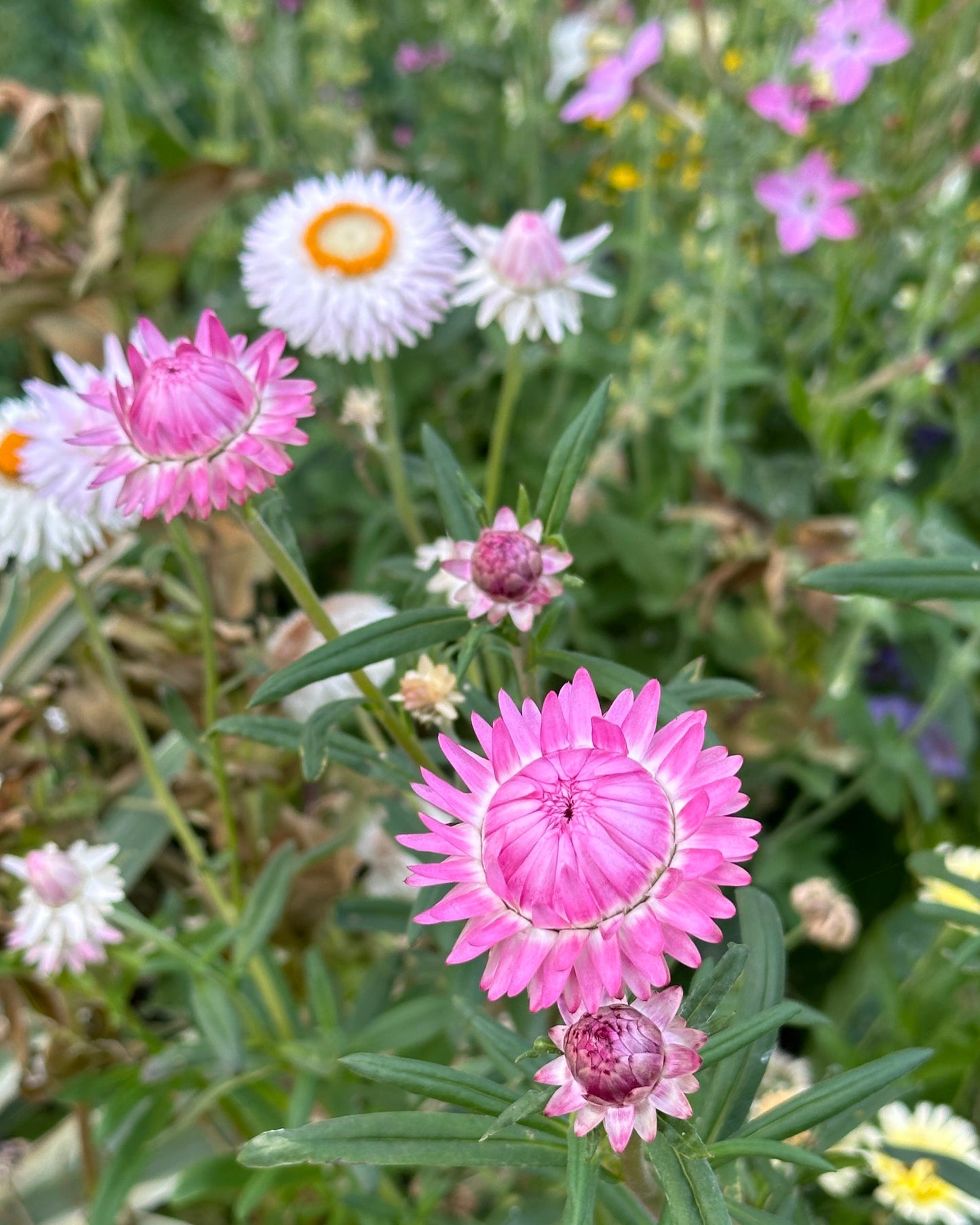 Strawflower