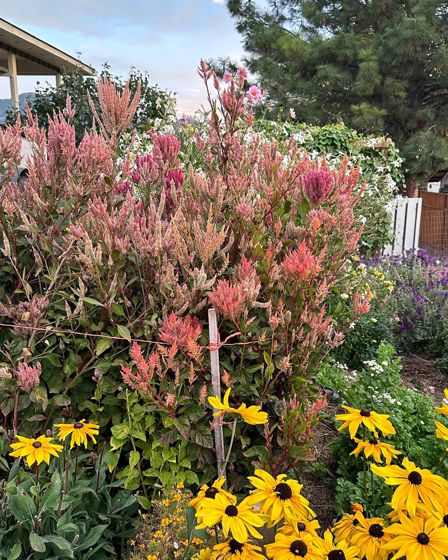 Celosia