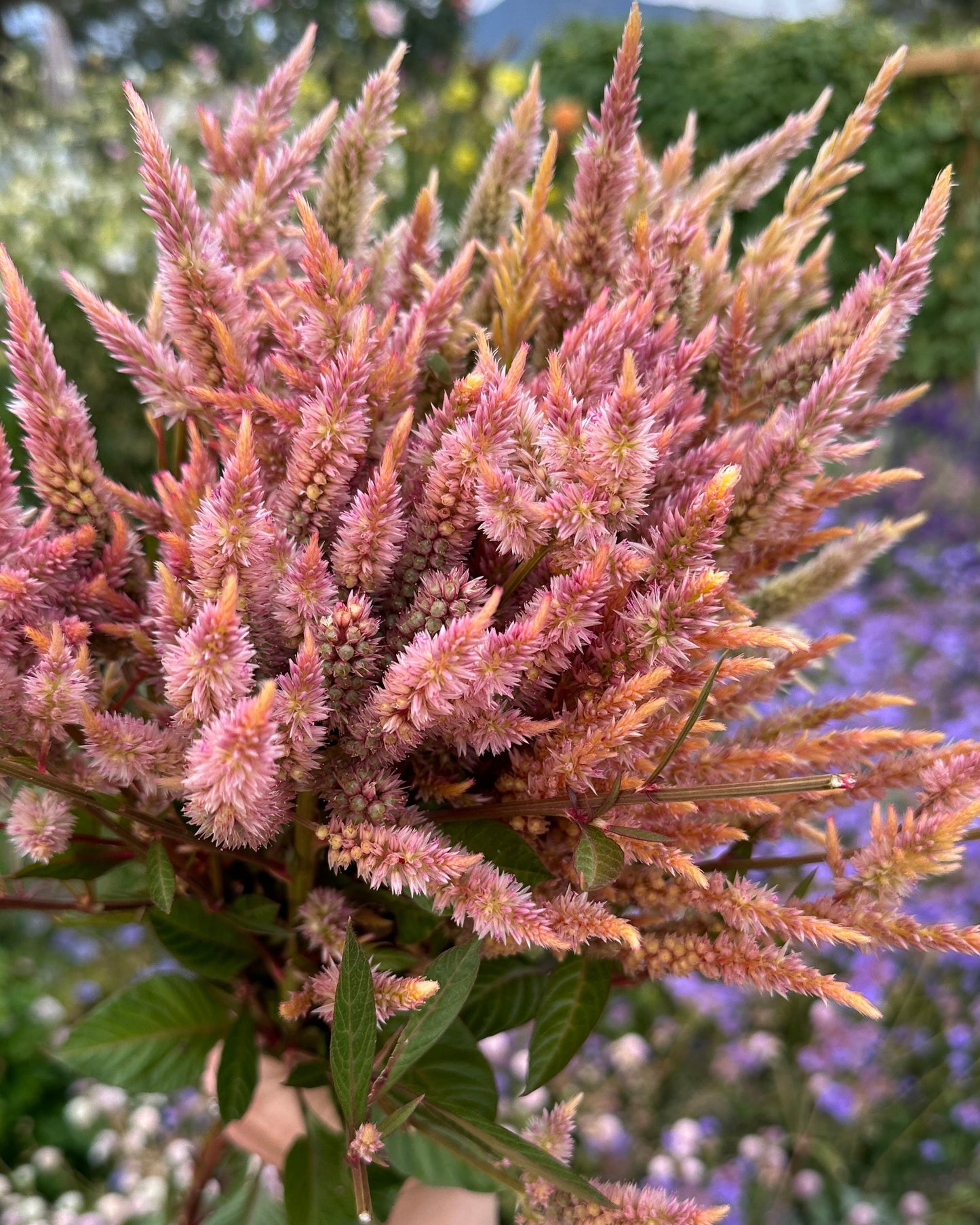 Celosia