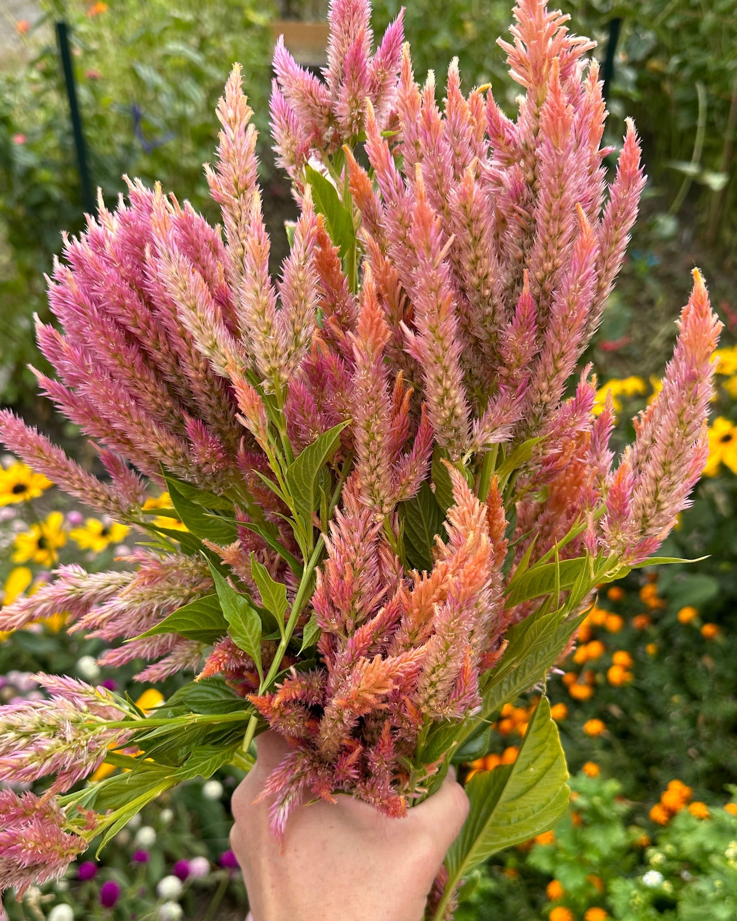 Celosia