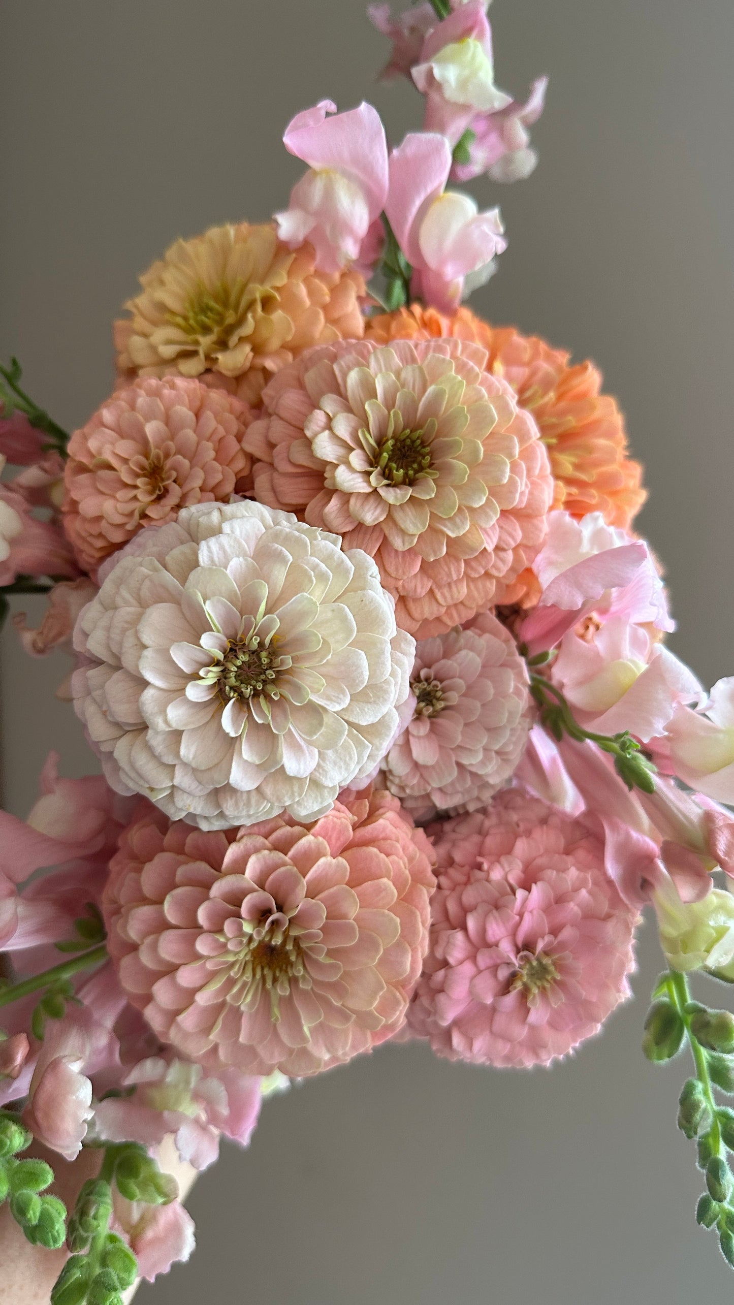 Zinnia Blend - Hope