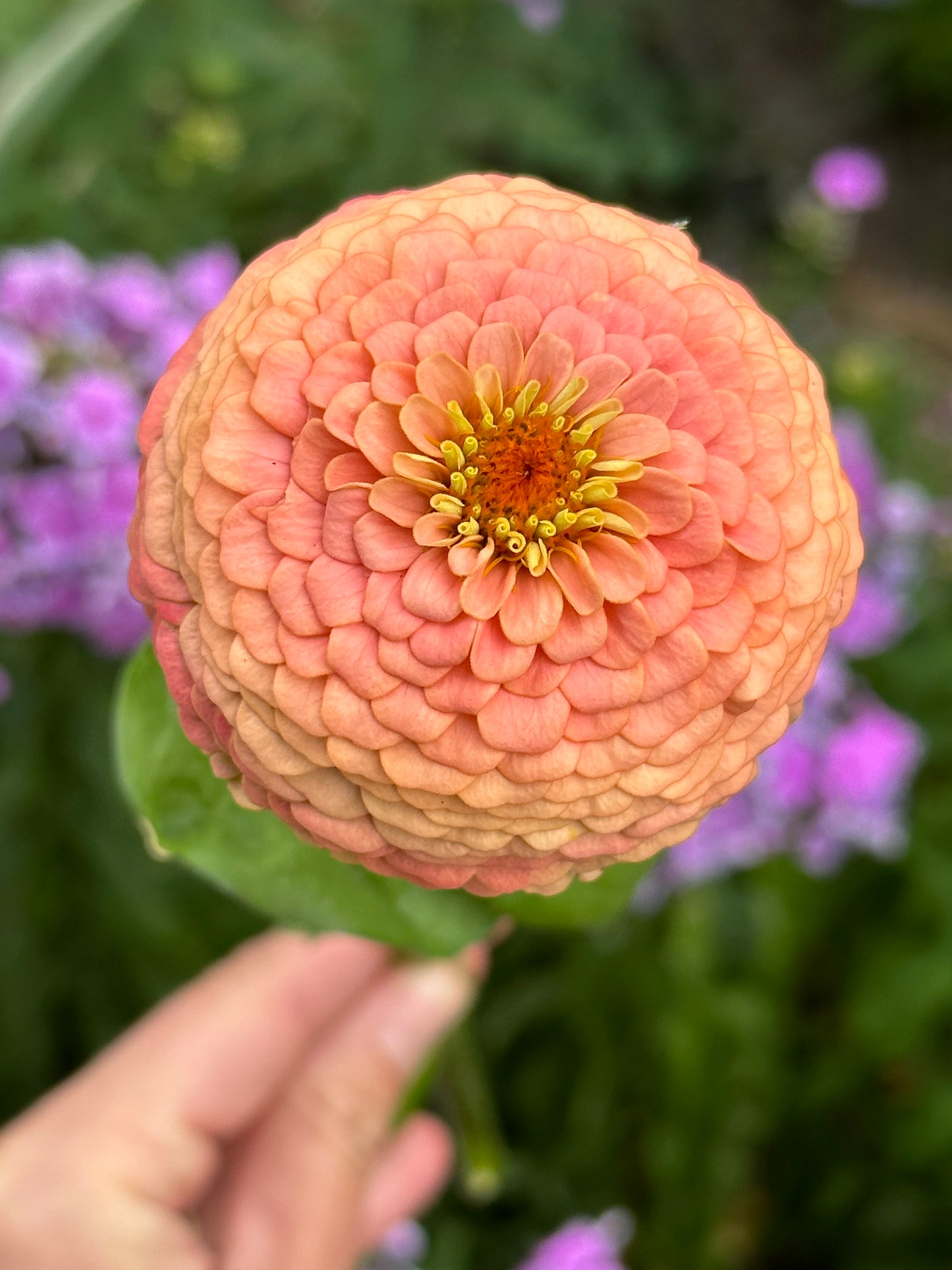 Zinnia - Windfall Peach (25 seeds)