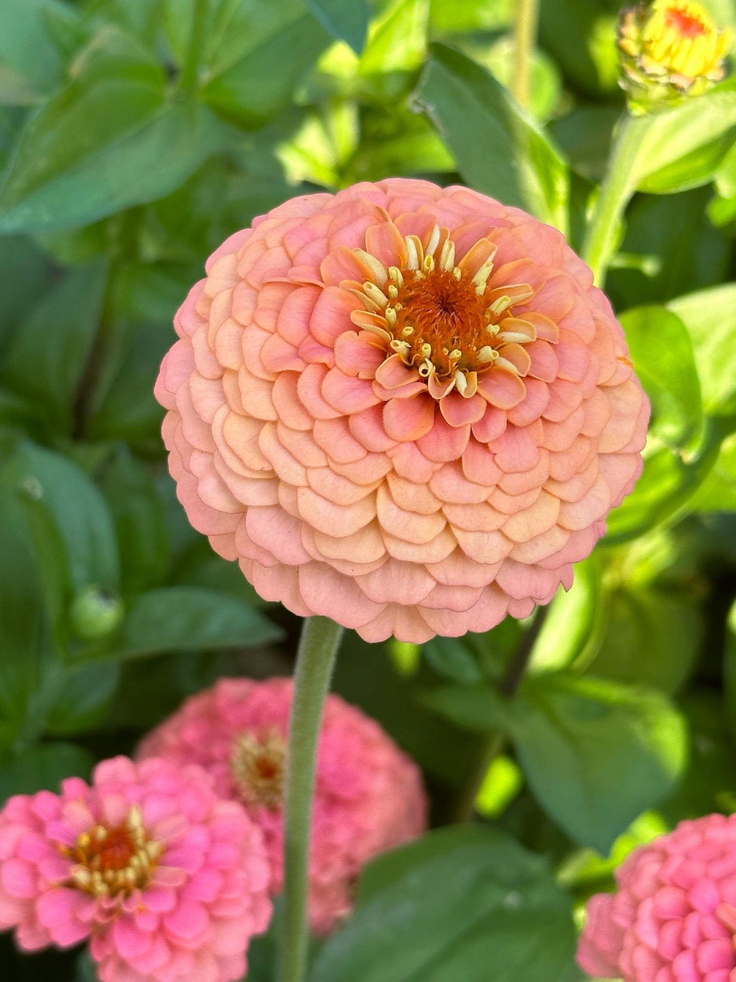 Zinnia - Windfall Peach (25 seeds)