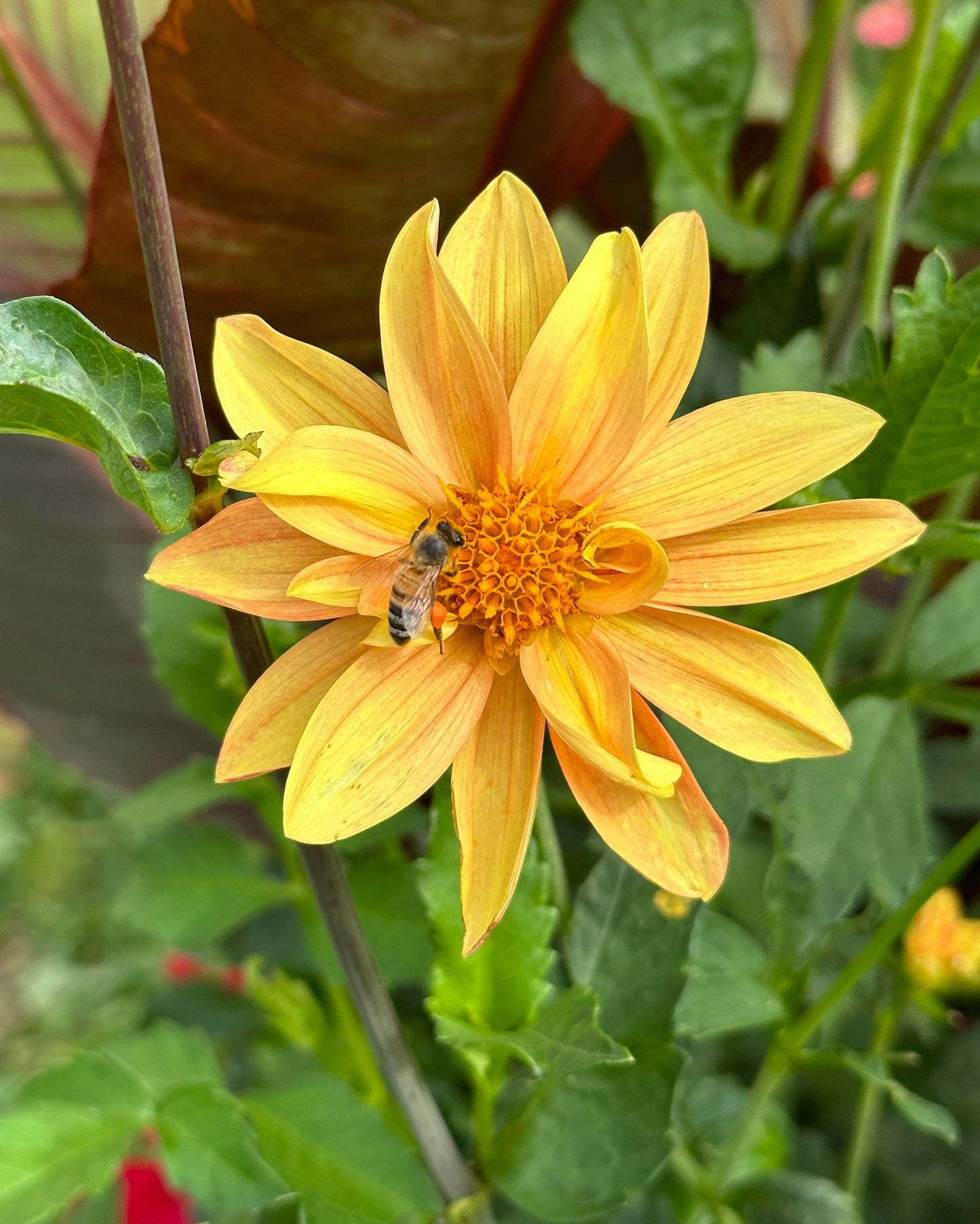 Dahlia