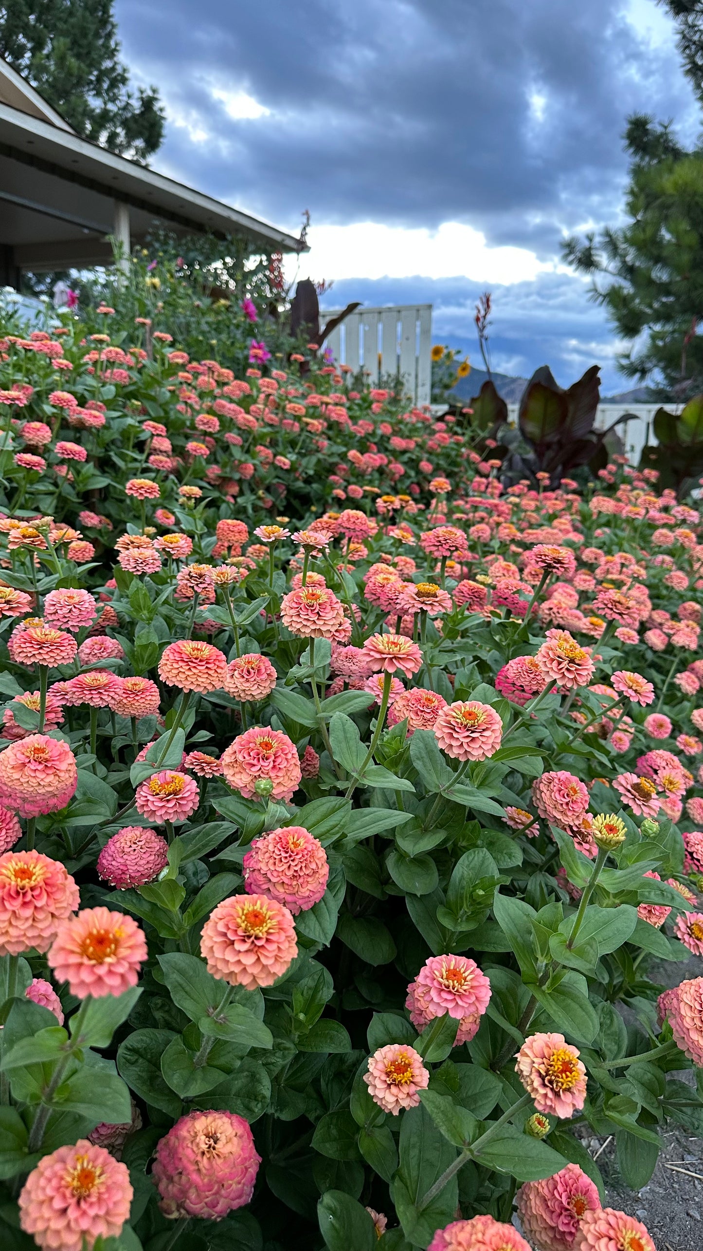 Zinnia - Windfall Peach (25 seeds)