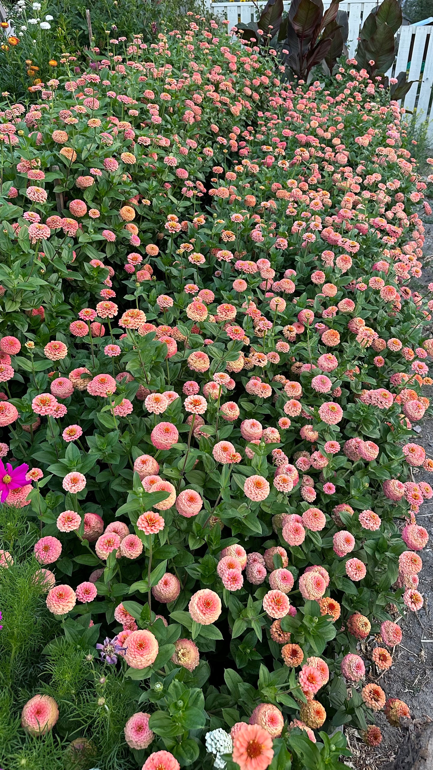 Zinnia - Windfall Peach (25 seeds)