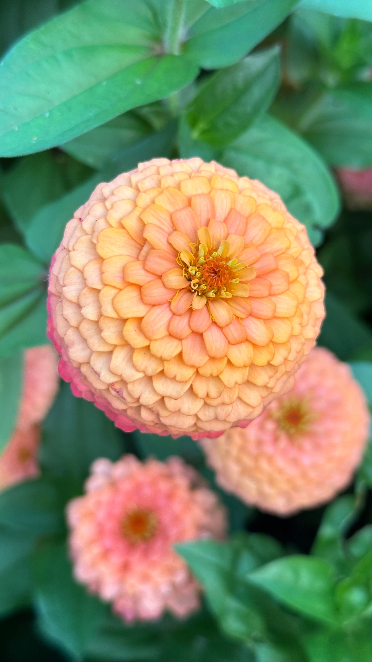 Zinnia - Windfall Peach (25 seeds)
