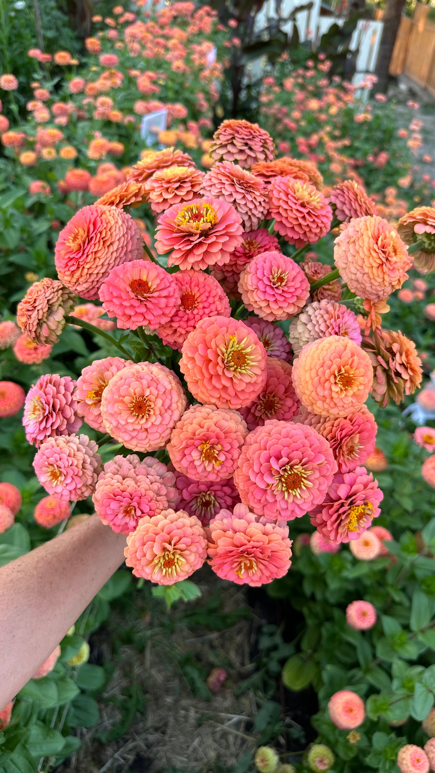 Zinnia - Windfall Peach (25 seeds)