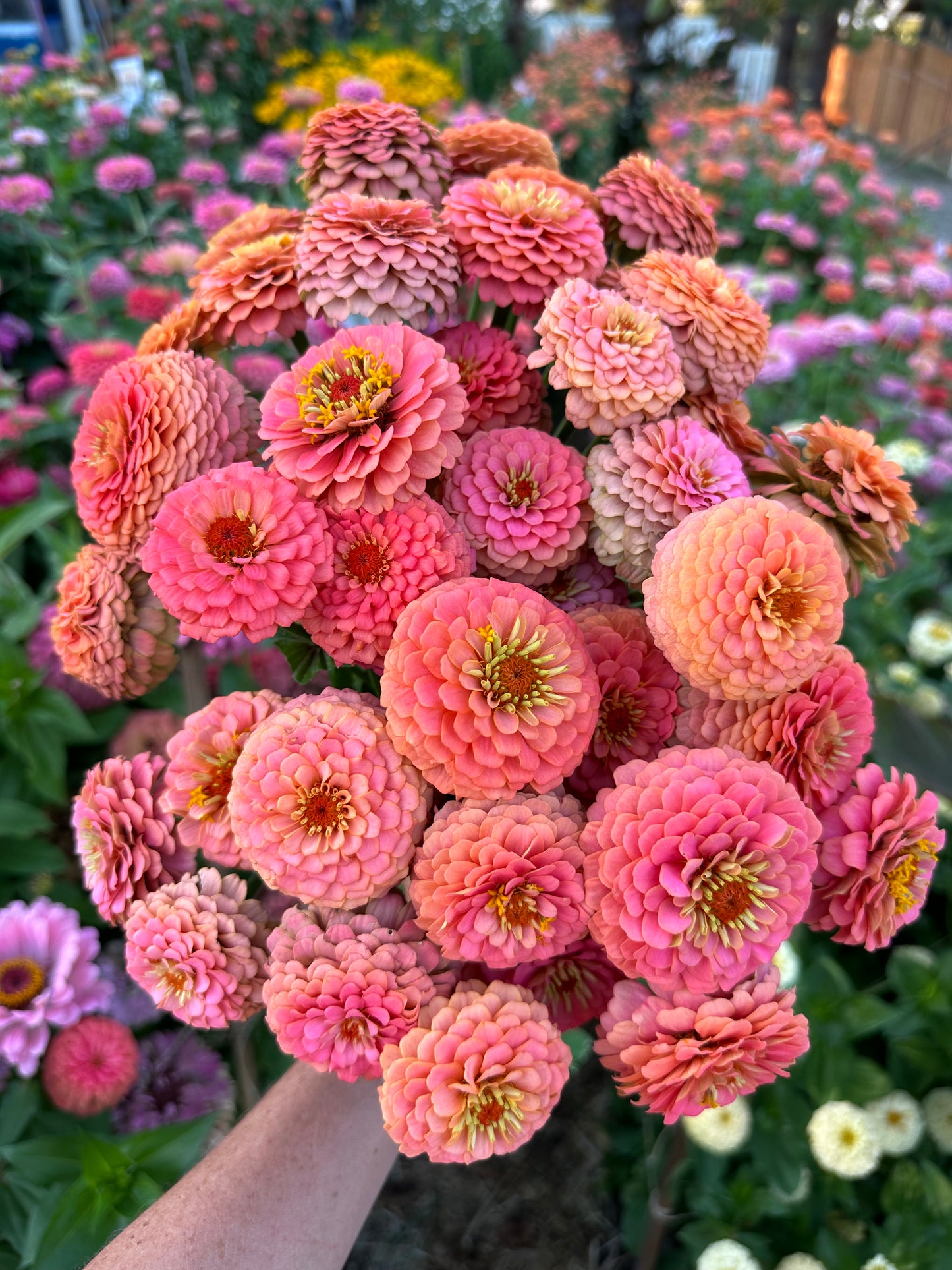 Zinnia - Windfall Peach (25 seeds)