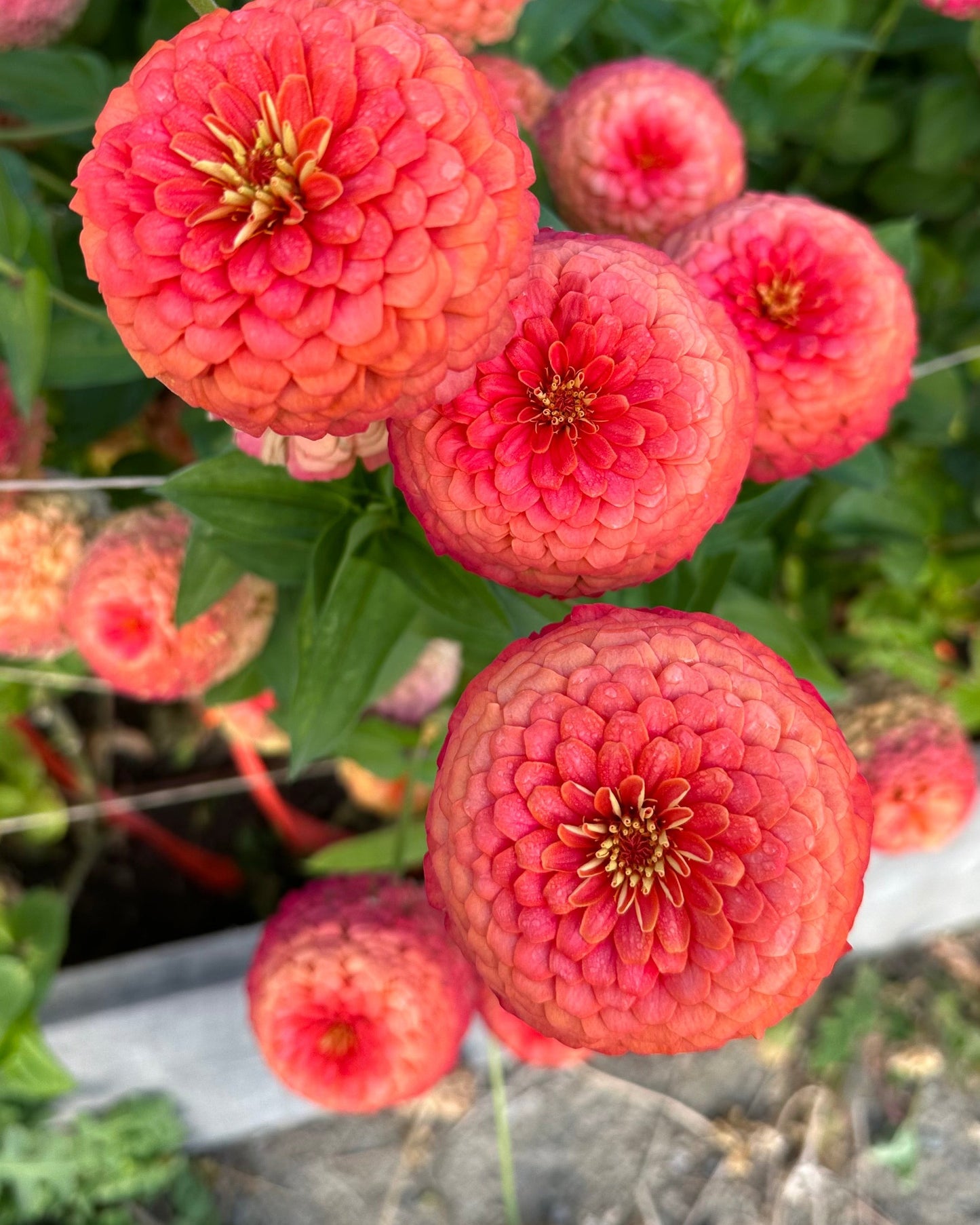 Zinnia Blend - Joy (25 seeds)