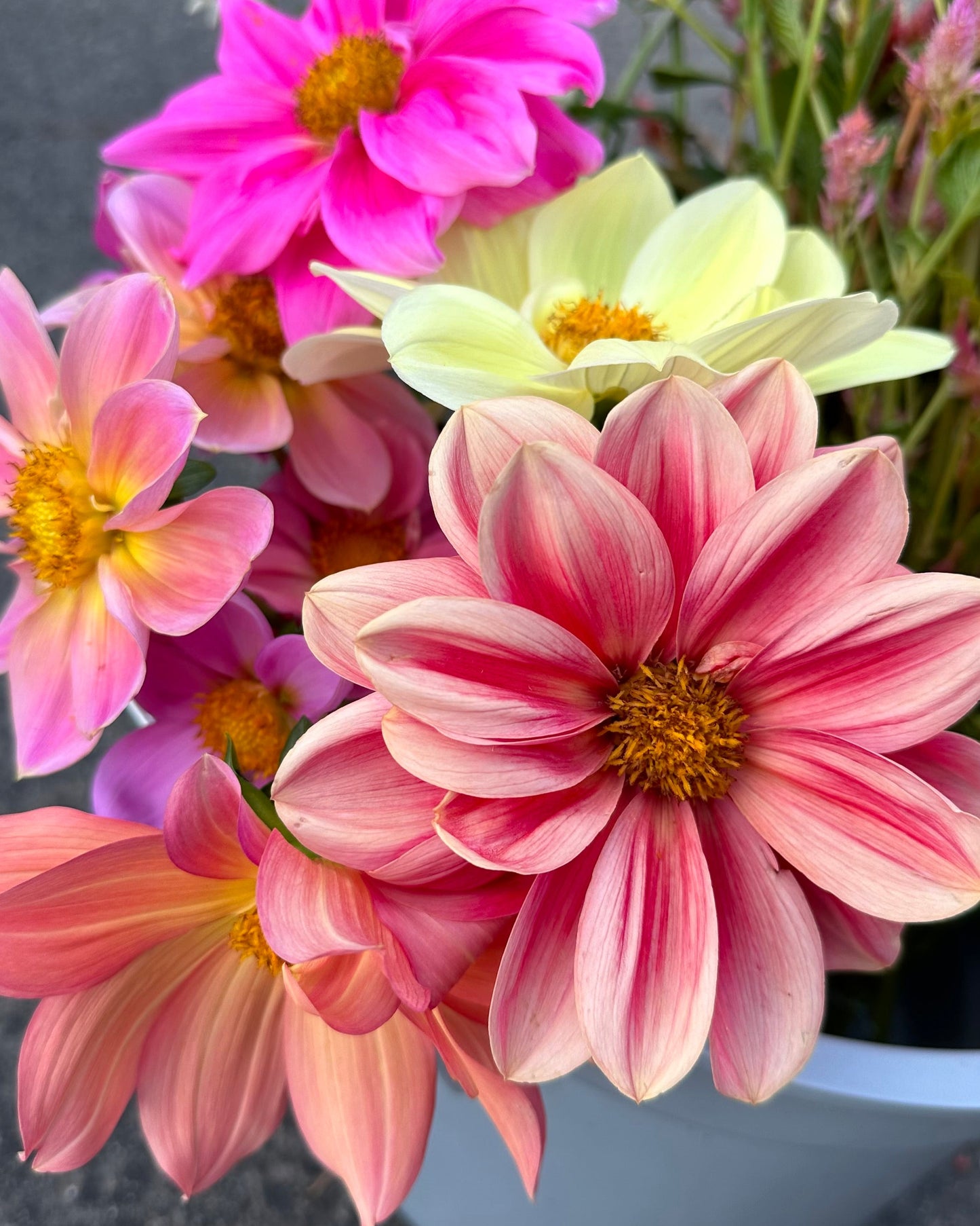Dahlia