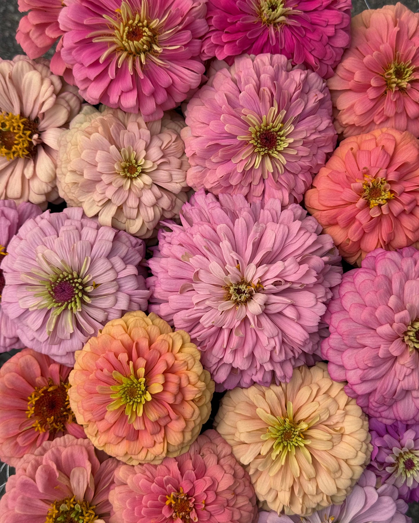 Bundle of 6 - small packets