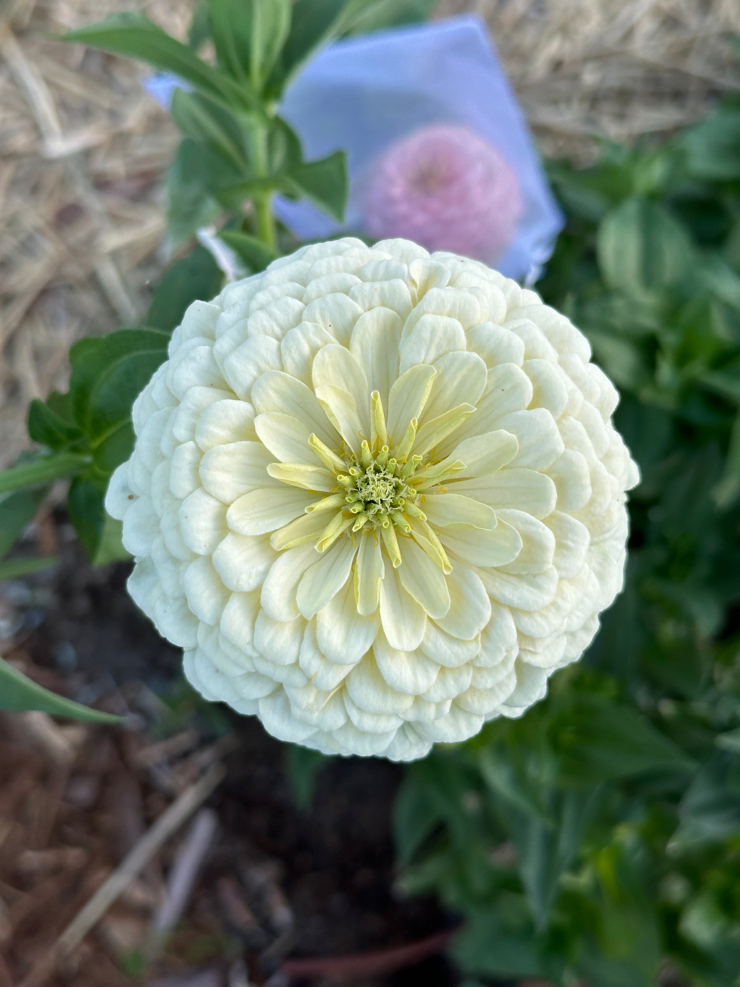 Zinnia Blend- Buttercreams (25 seeds)