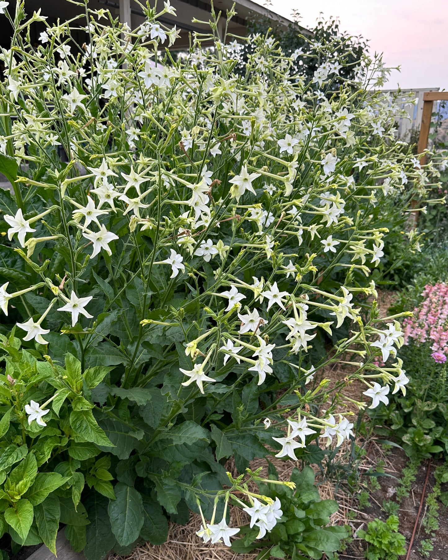 Nicotiana 'Grandiflora'