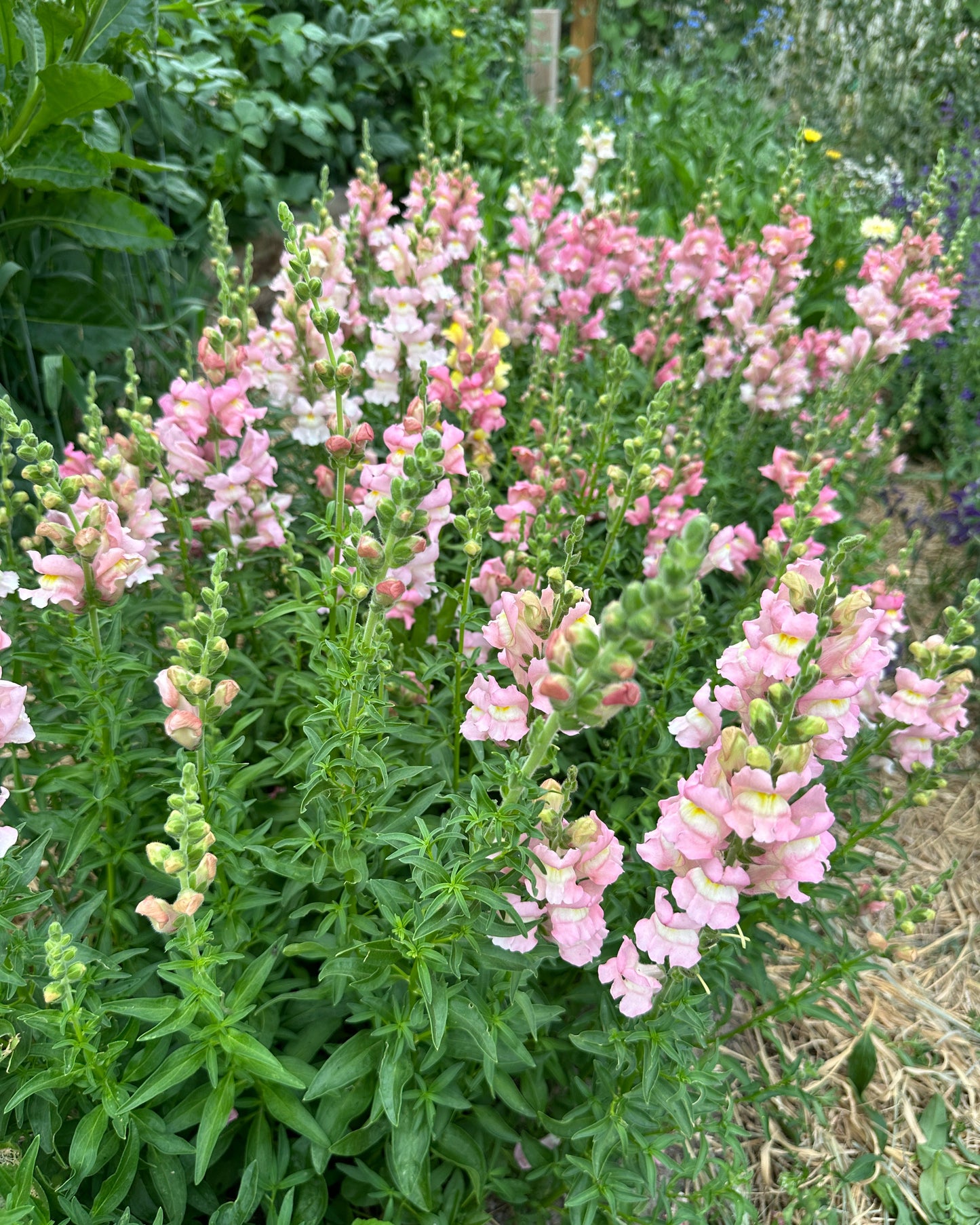 Snapdragon