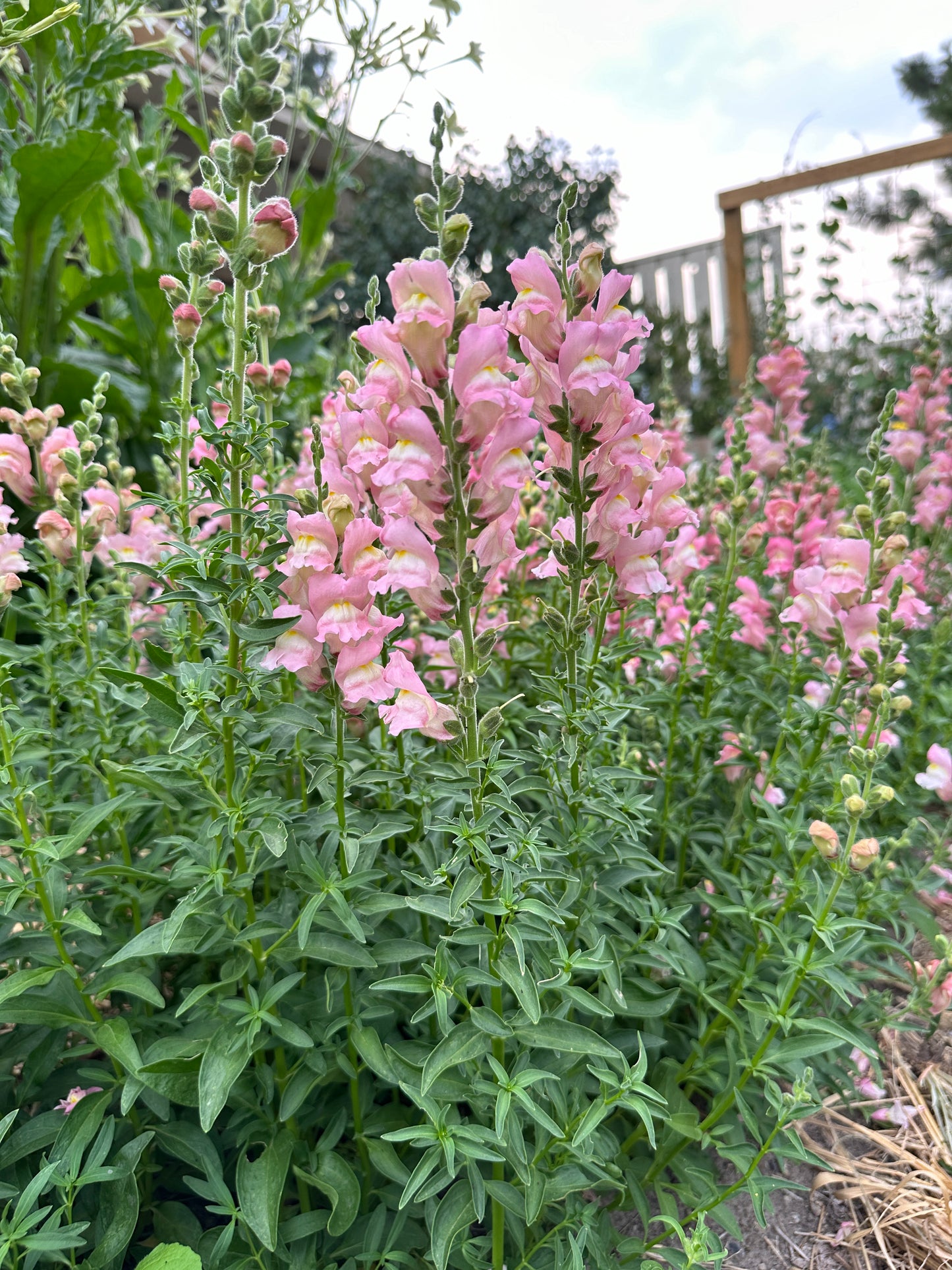Snapdragon