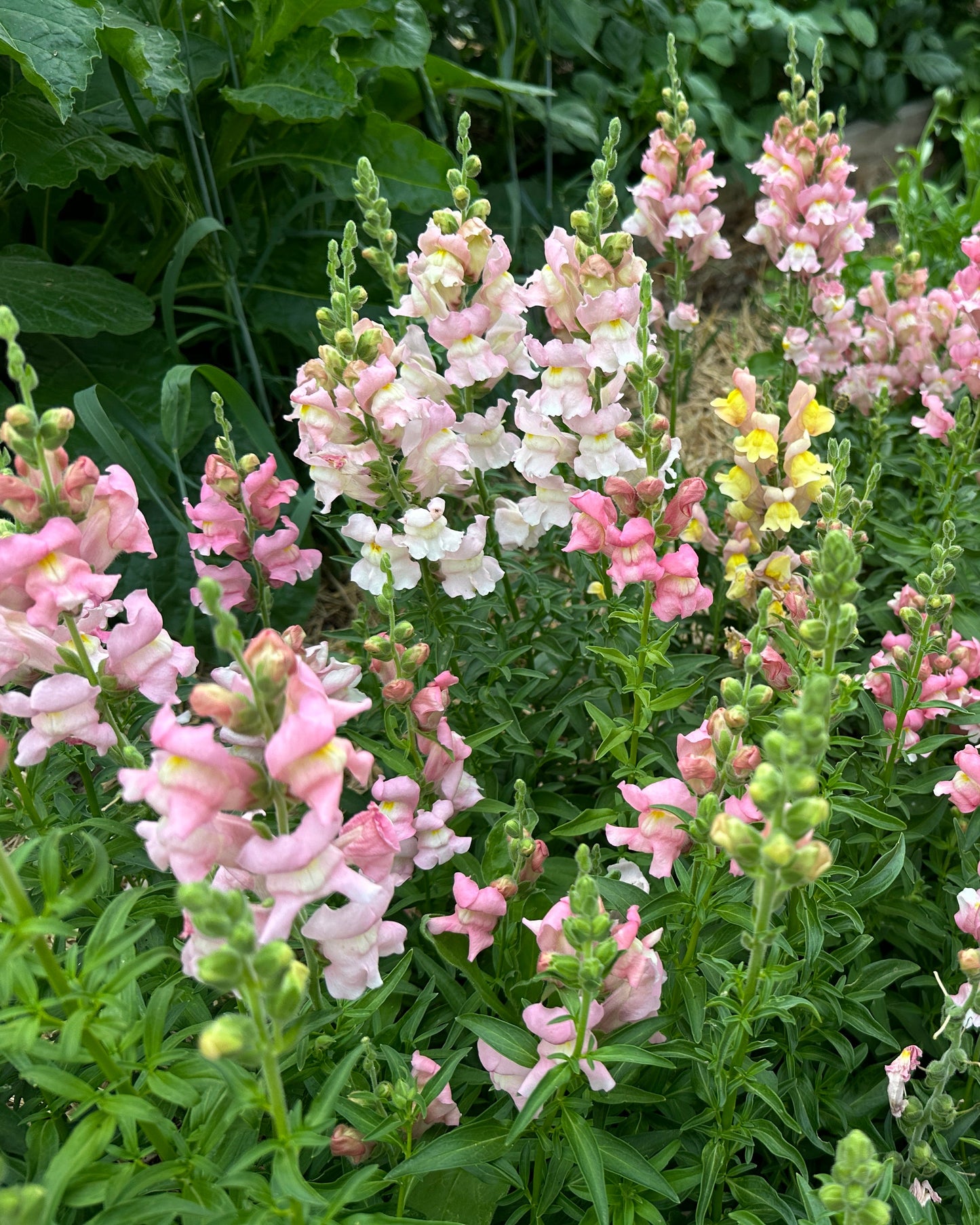 Snapdragon