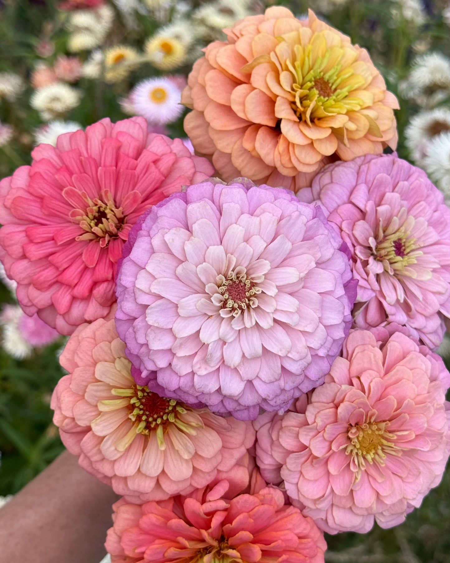 Windfall Breeder's Magic