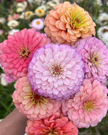 Windfall Breeder's Magic