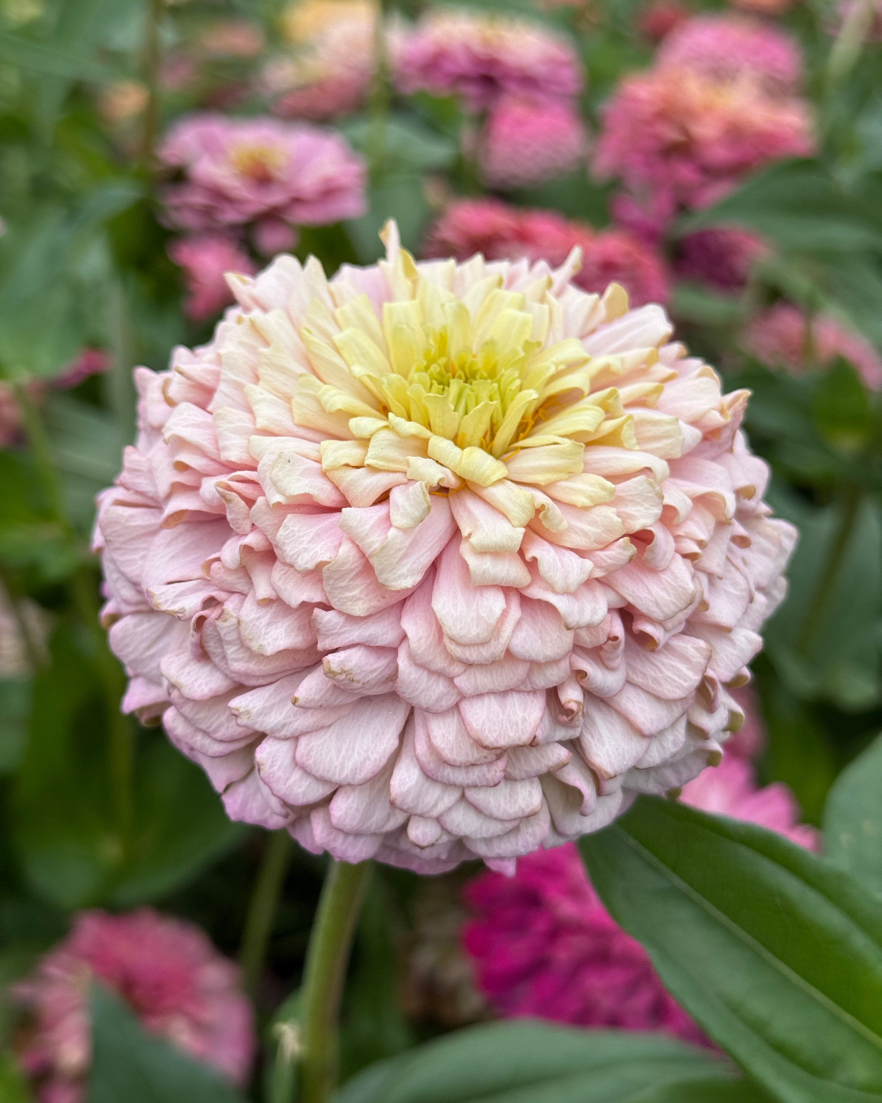 Windfall Peace – Windfall Flowers