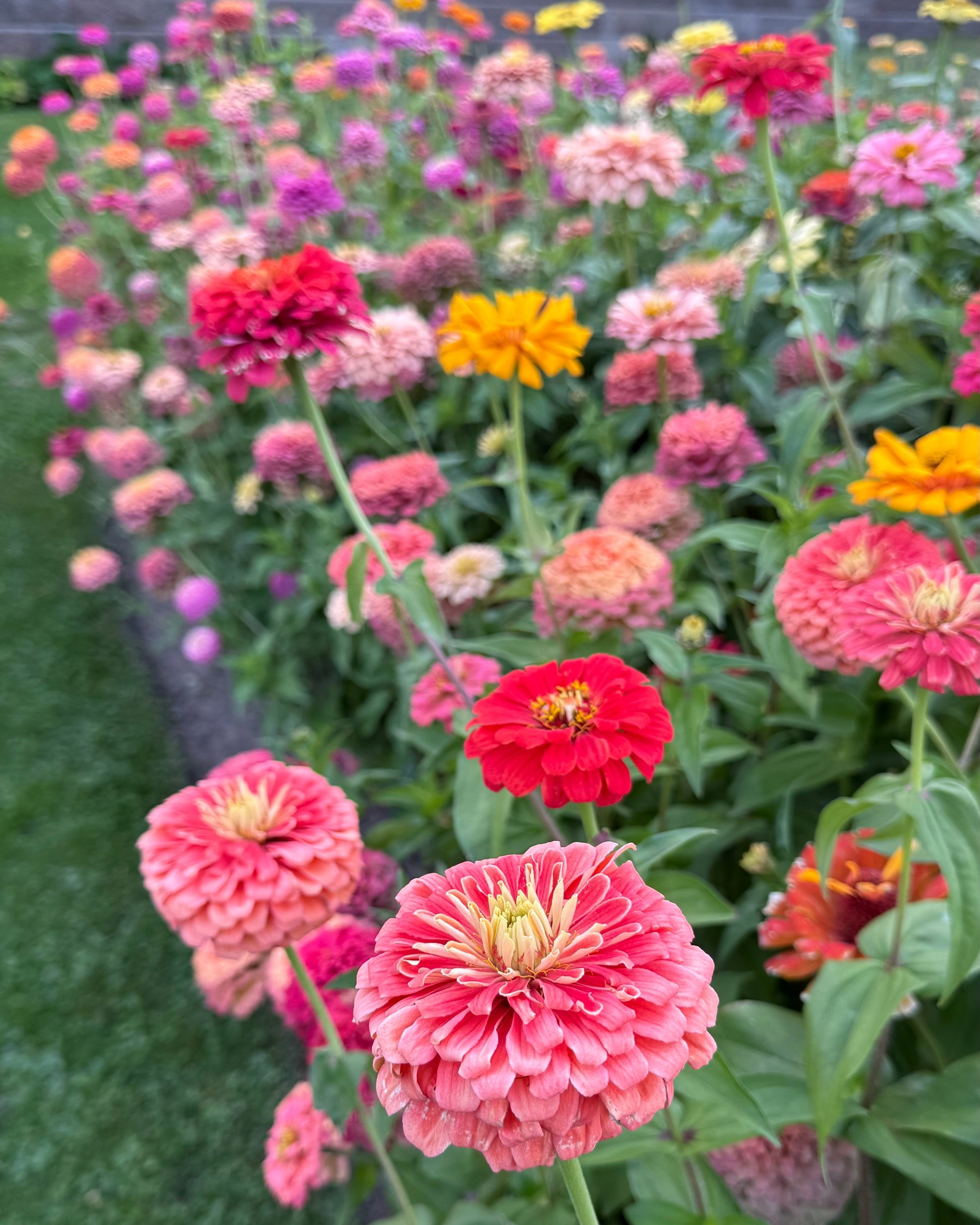 Colorful garden with various flowers including pink, red, and yellow blossoms.