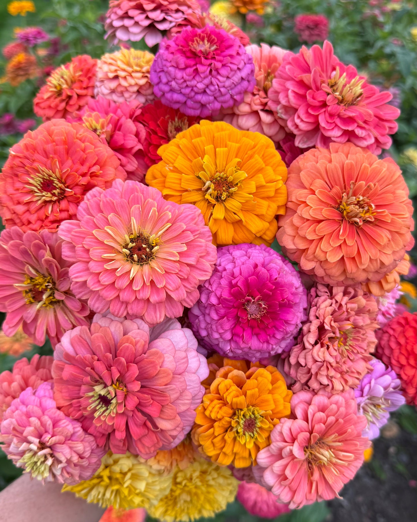 Bouquet of colorful flowers including pink, orange, and yellow in a garden setting.
