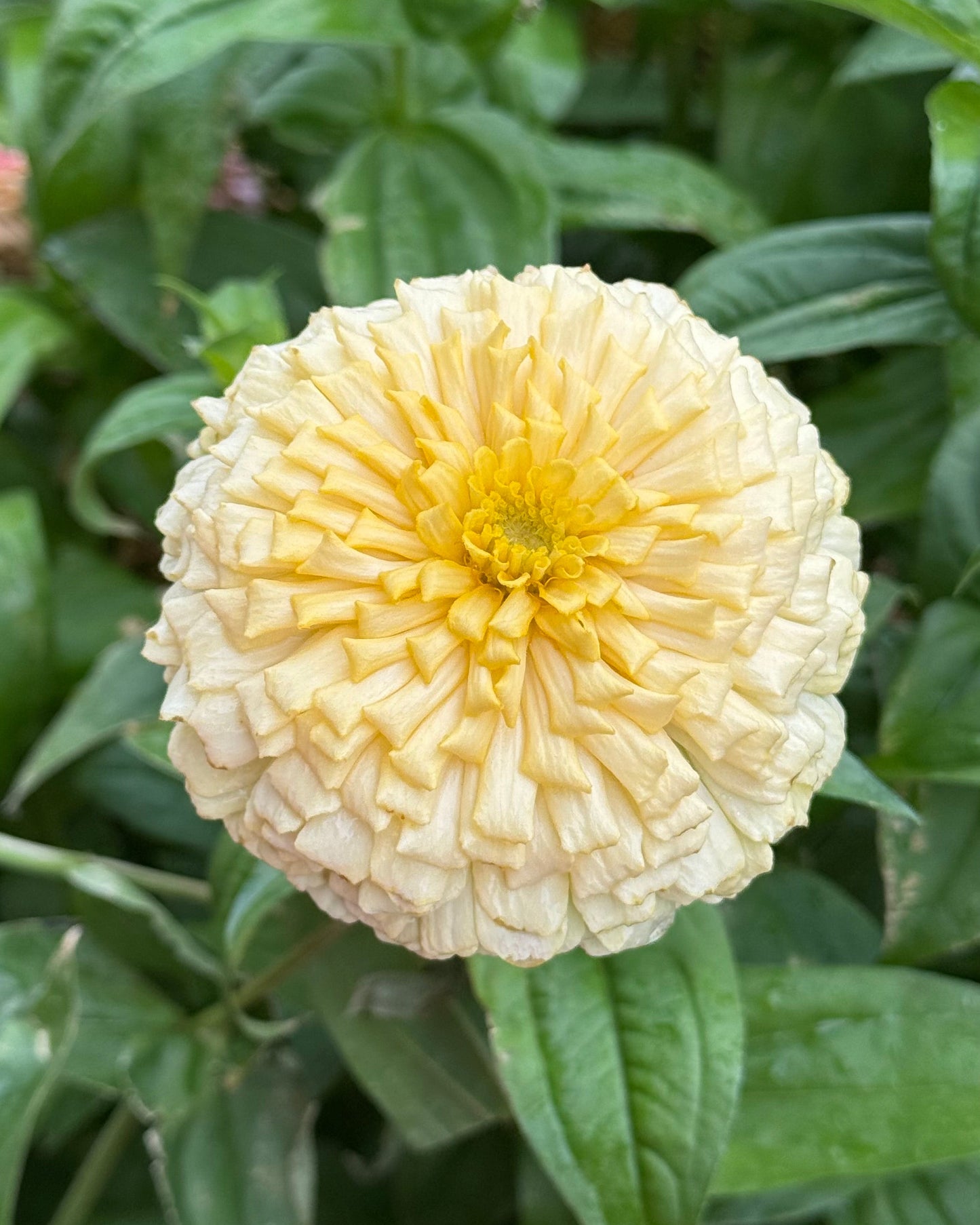 Windfall Breeder's Magic