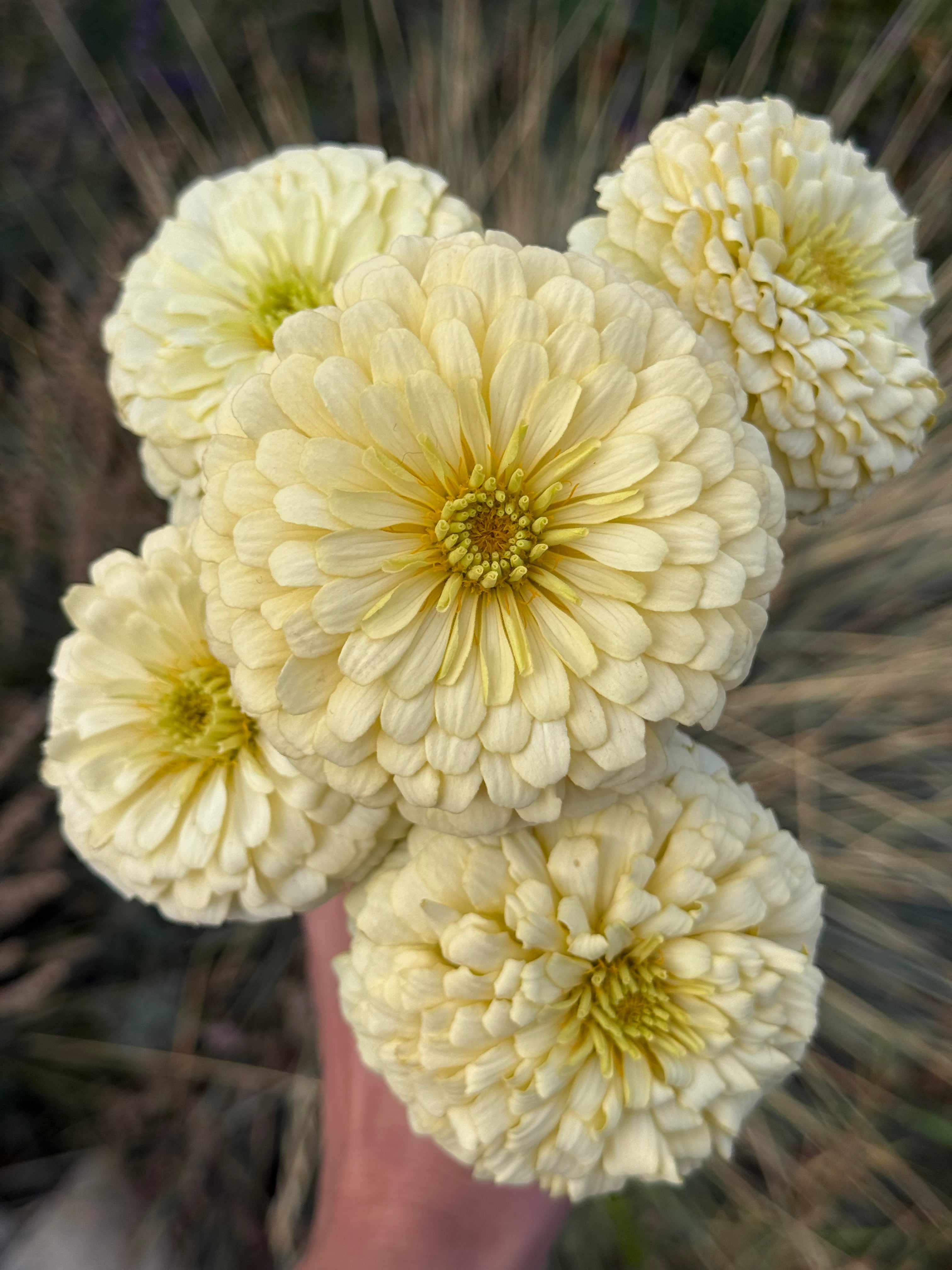 Windfall Hope – Windfall Flowers