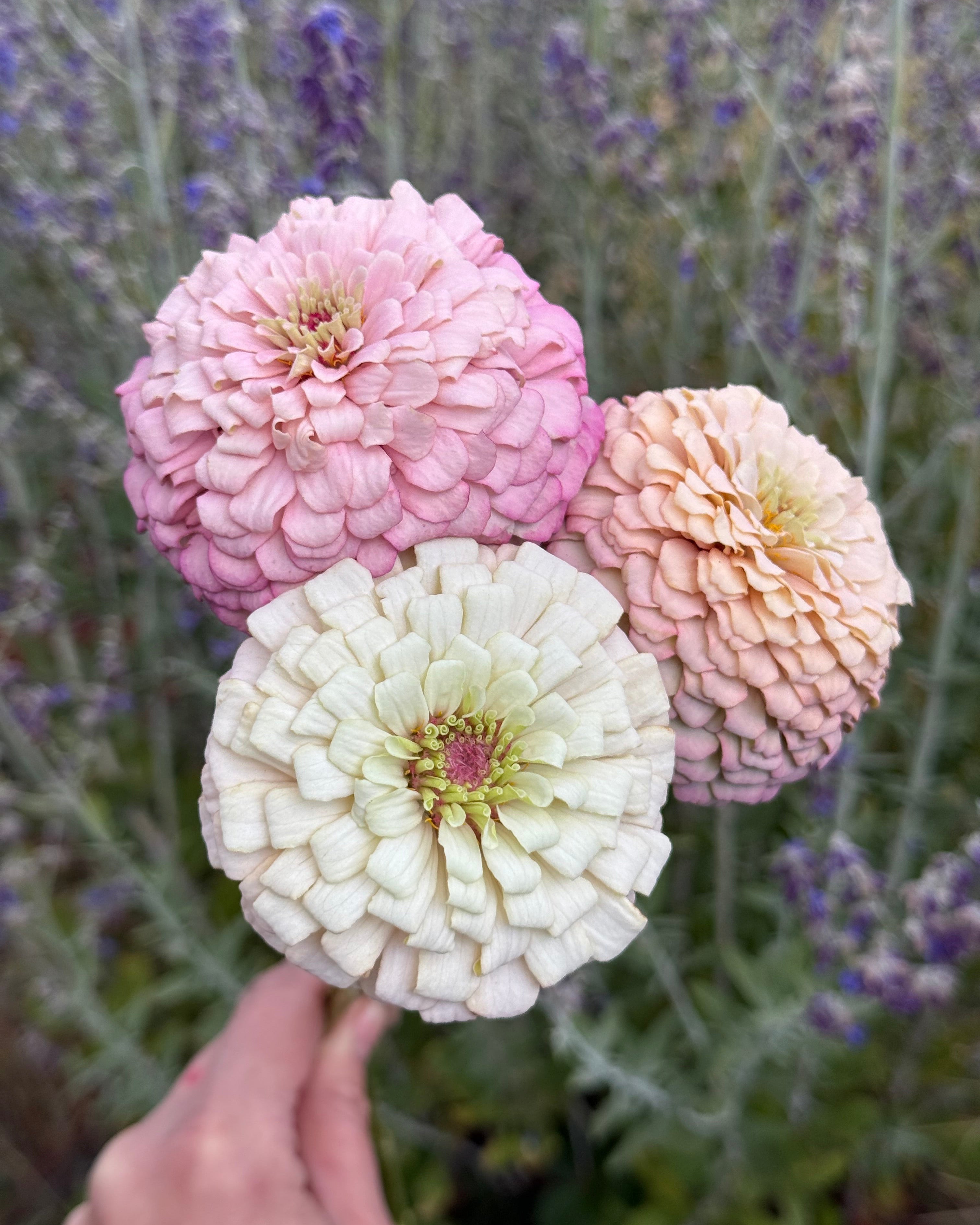 Windfall Hope – Windfall Flowers