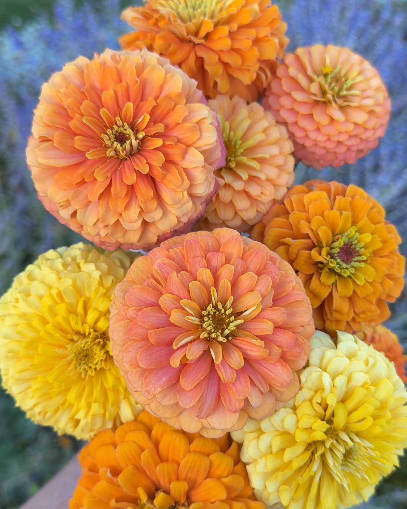 Windfall Second Chance – Windfall Flowers