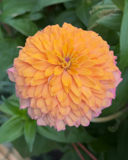 Windfall Breeder's Magic