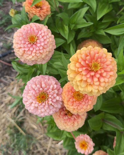 Windfall Second Chance