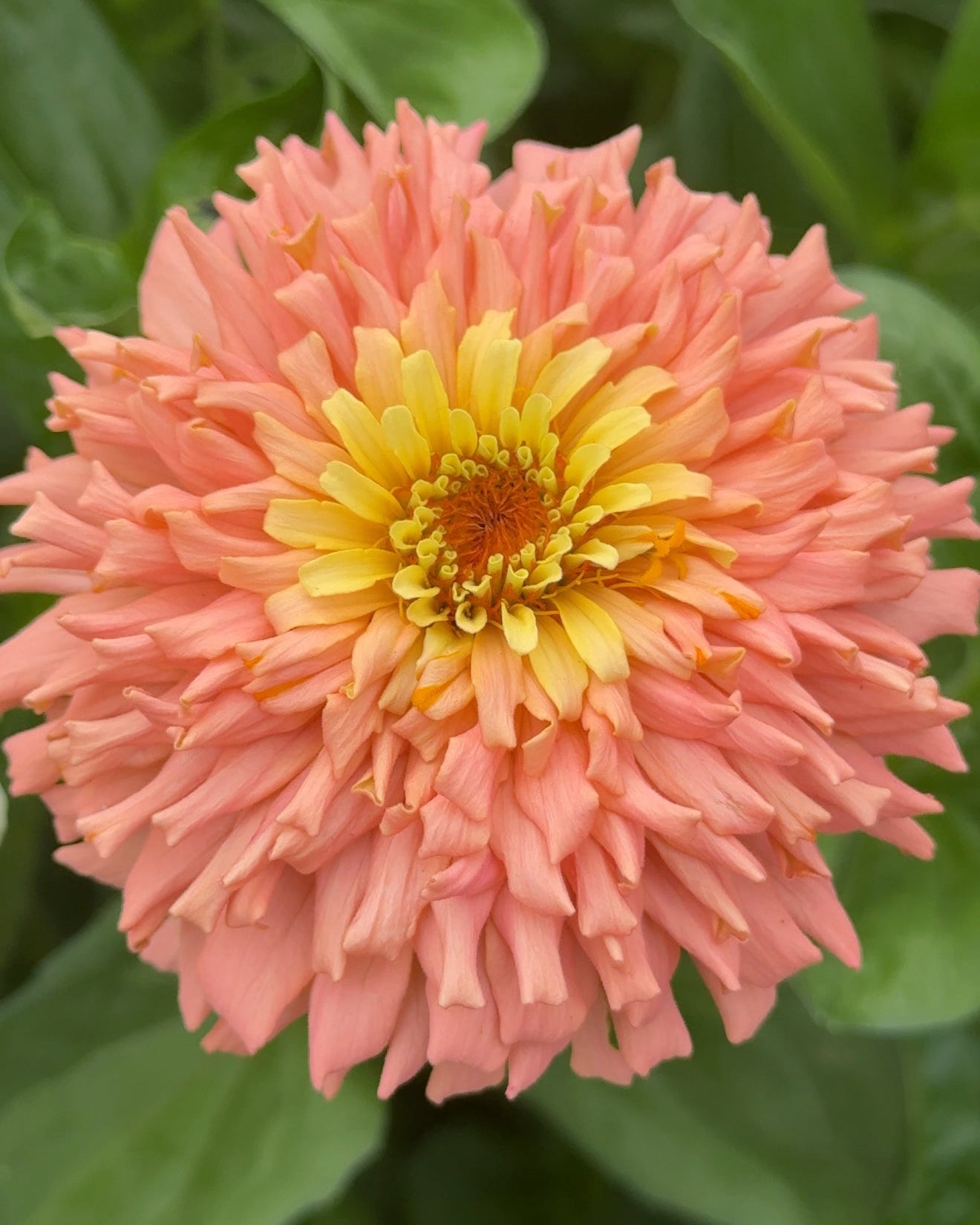 Windfall Breeder's Magic