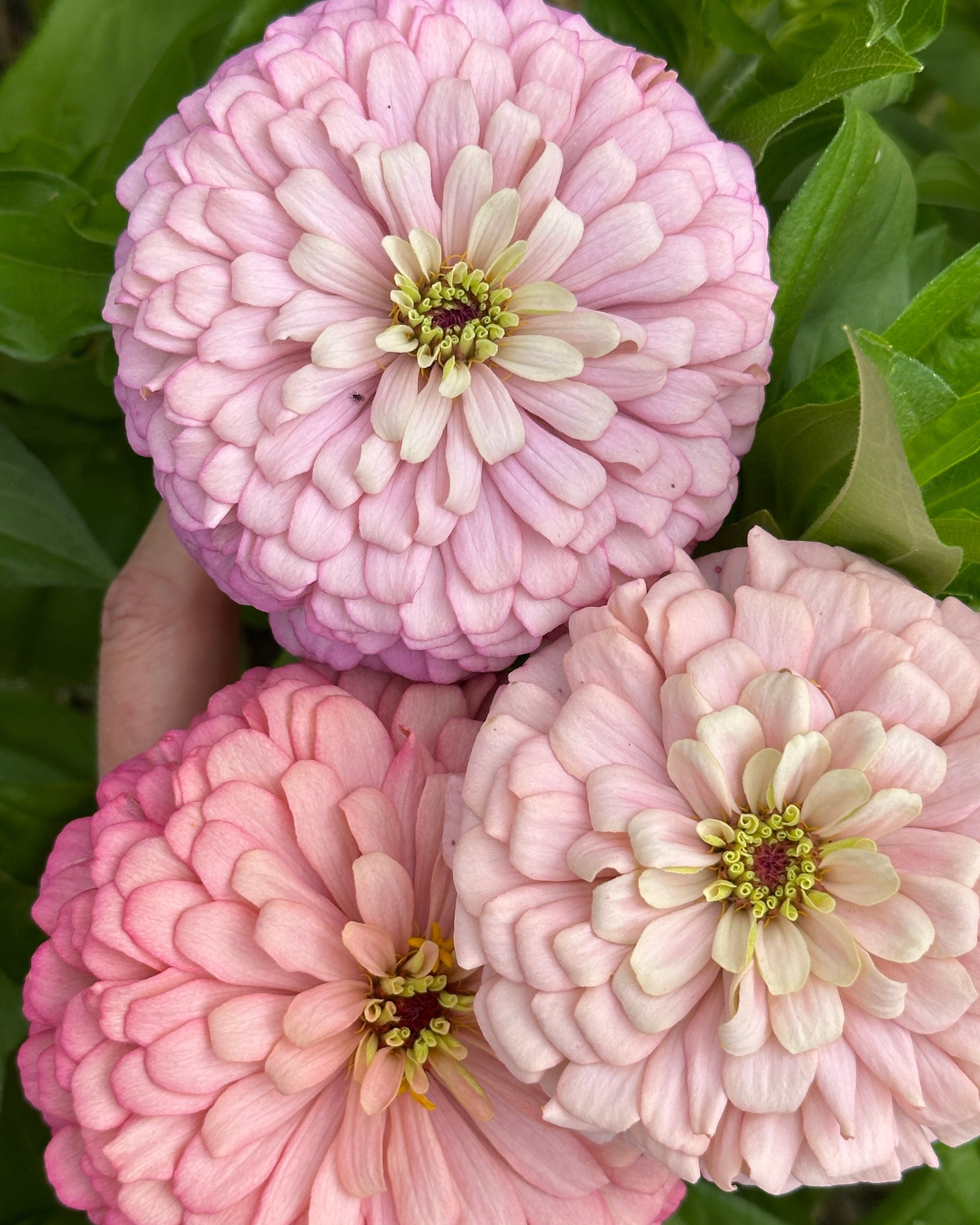 Windfall Peace – Windfall Flowers