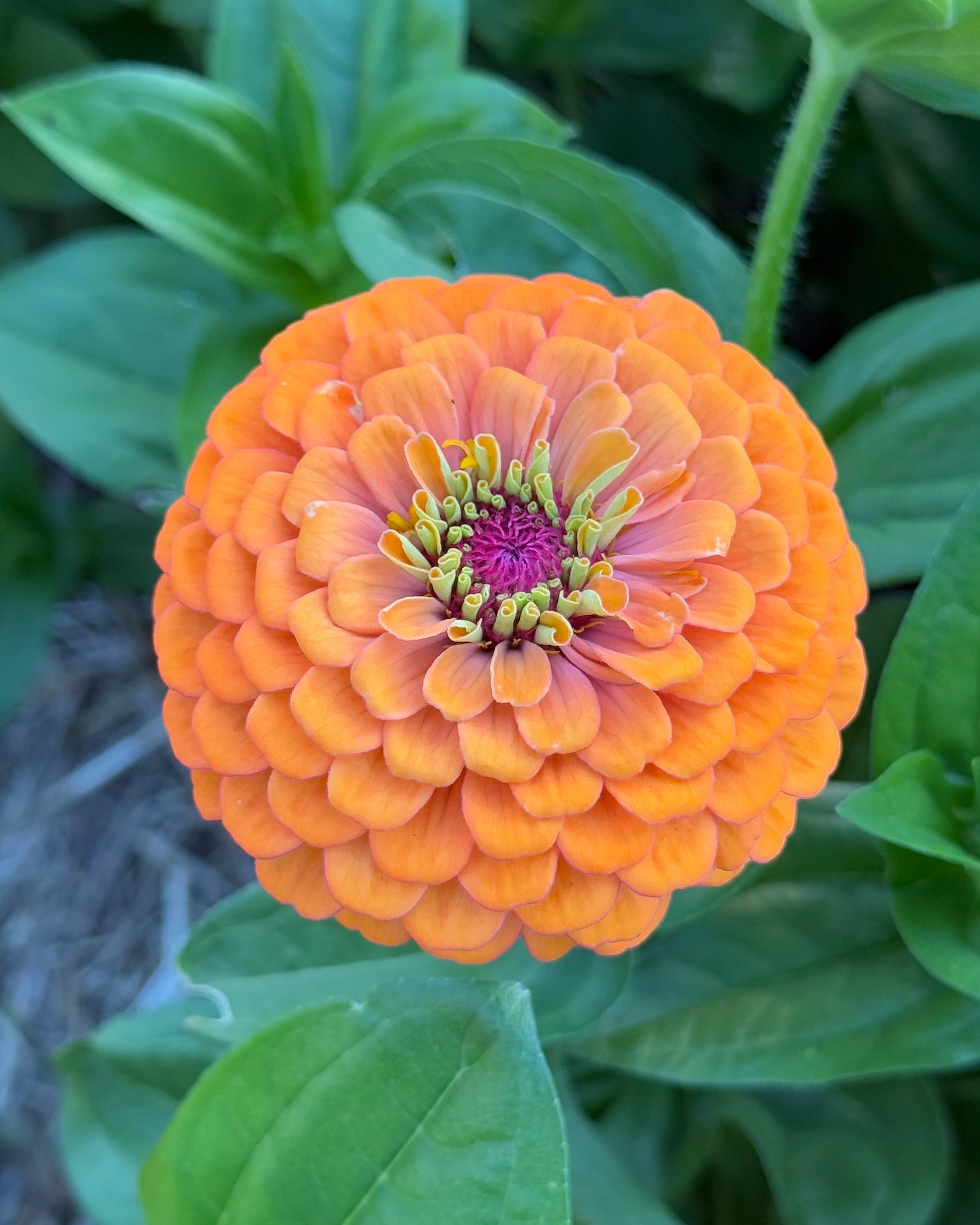 Windfall Joy – Windfall Flowers