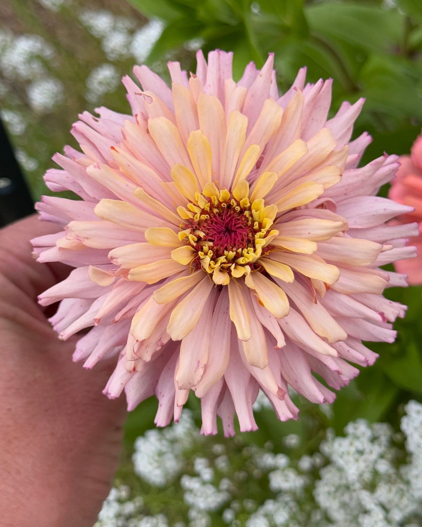 Windfall Breeder's Magic