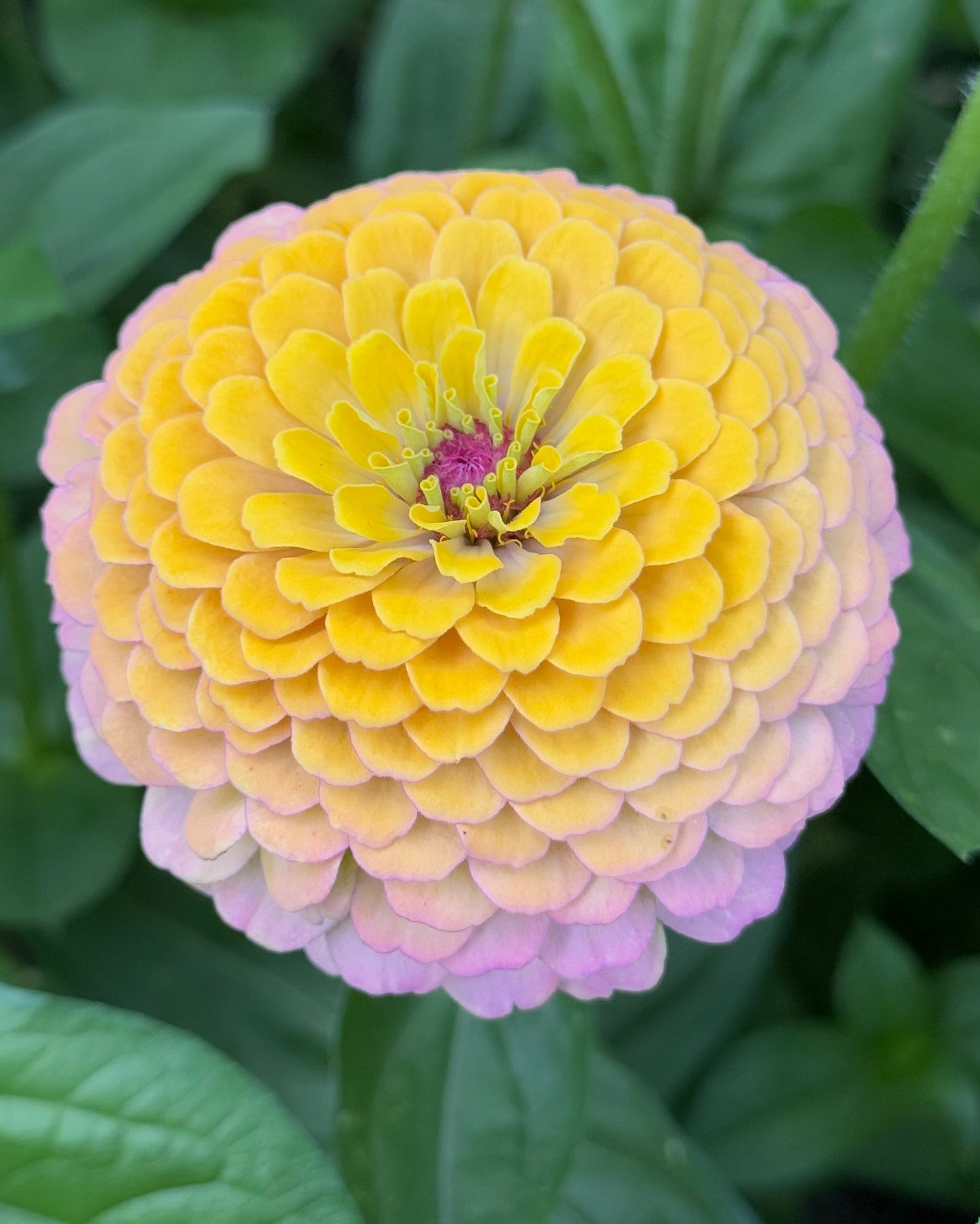 Windfall Breeder's Magic