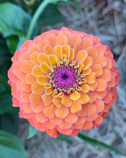 Close-up of a vibrant orange flower with a purple center, surrounded by green leaves.
