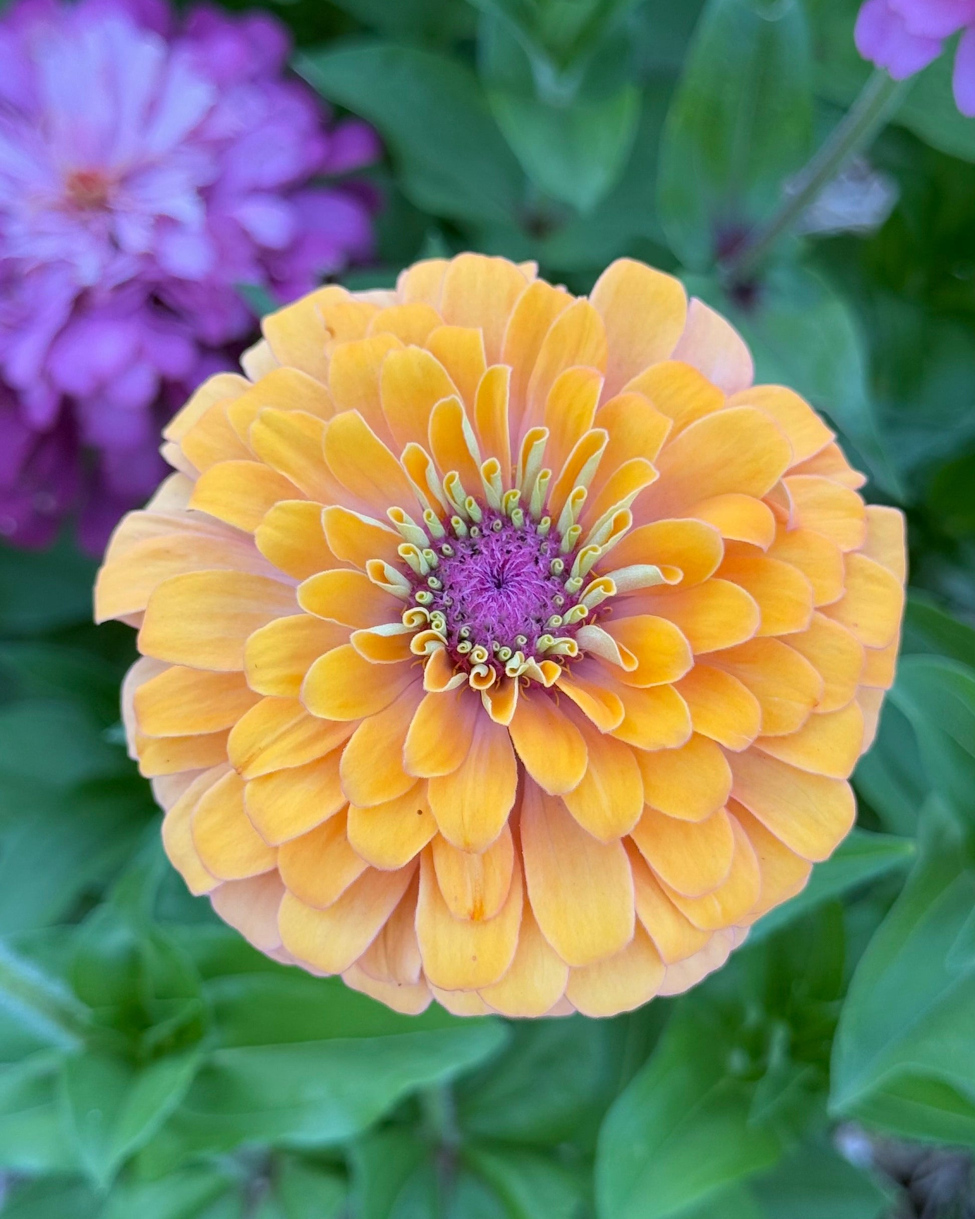Yellow flower with a purple center surrounded by green leaves and other flowers.