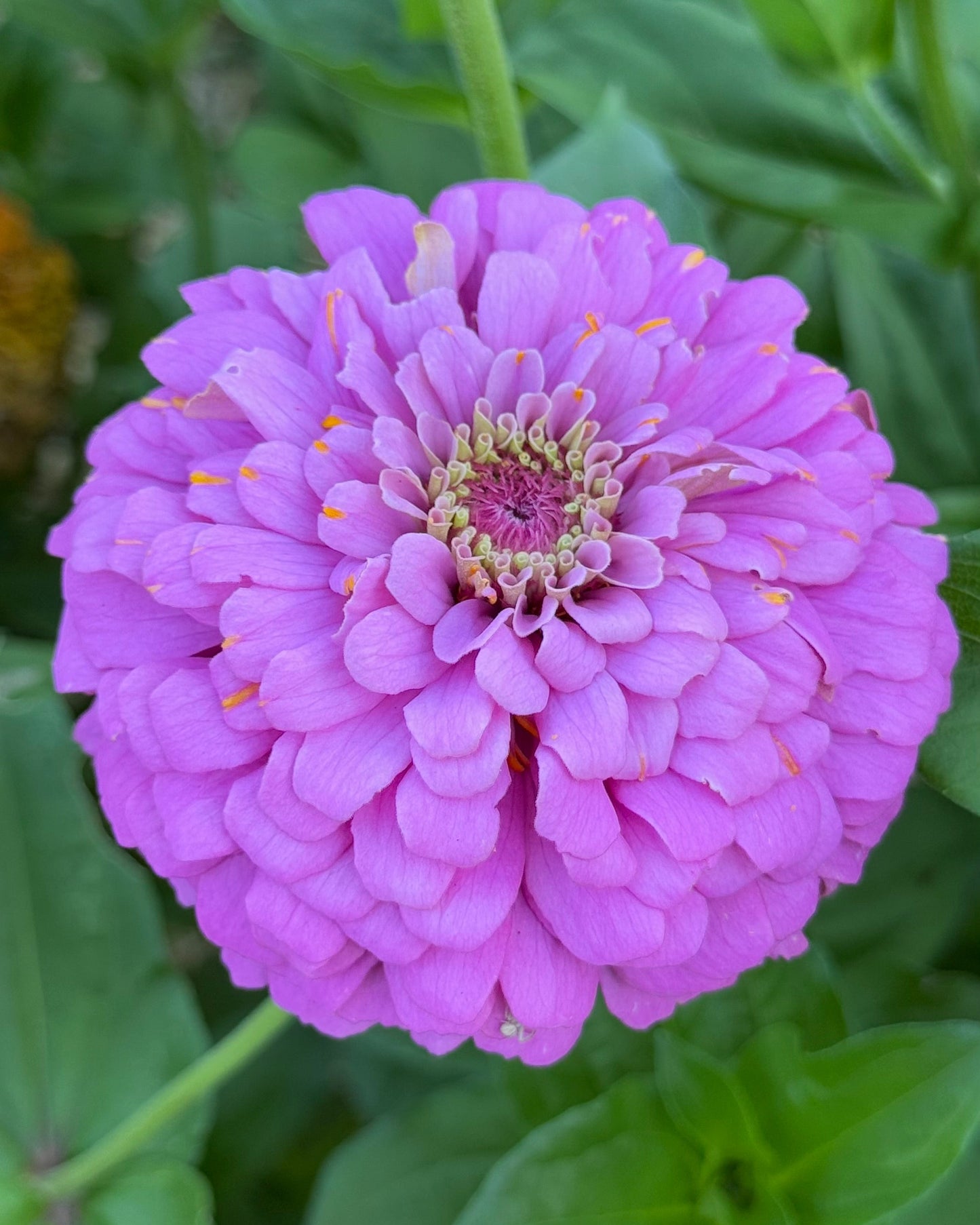 Close-up of a pink flower with green leaves in the background