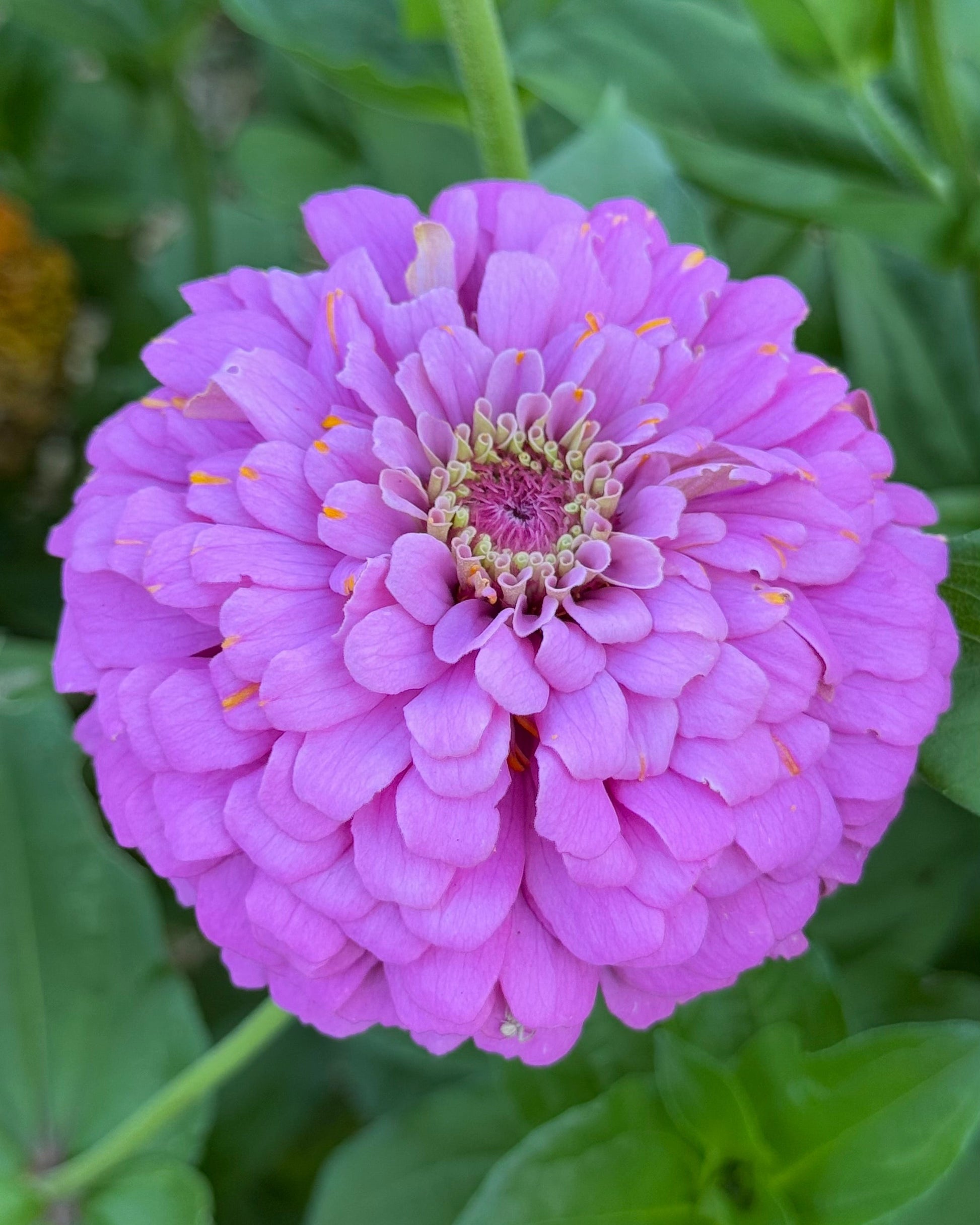 Close-up of a pink flower with green leaves in the background
