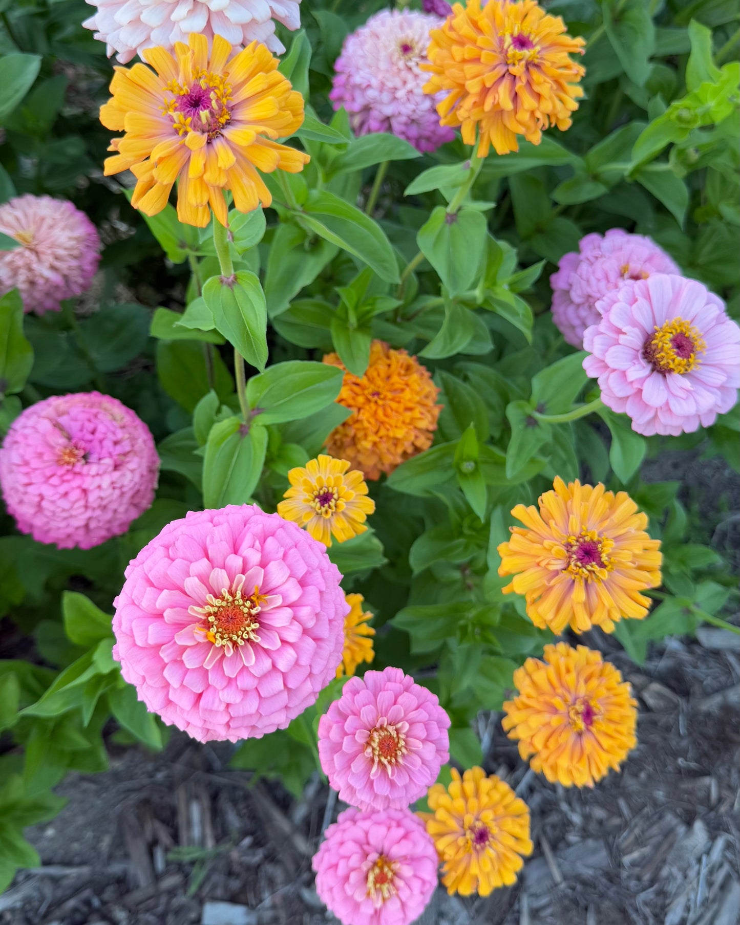 Multicolored flowers including pink, yellow, and purple in a garden setting.