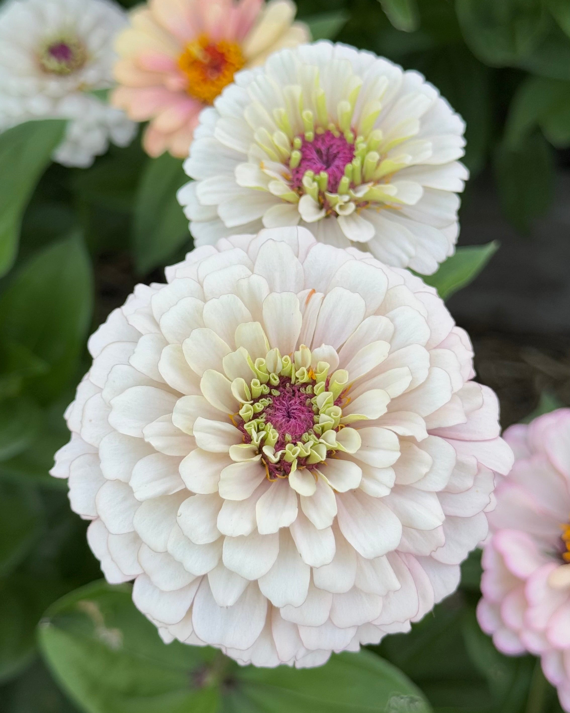 flowerflower 様　確認用 Windfall Hope – Windfall Flowers