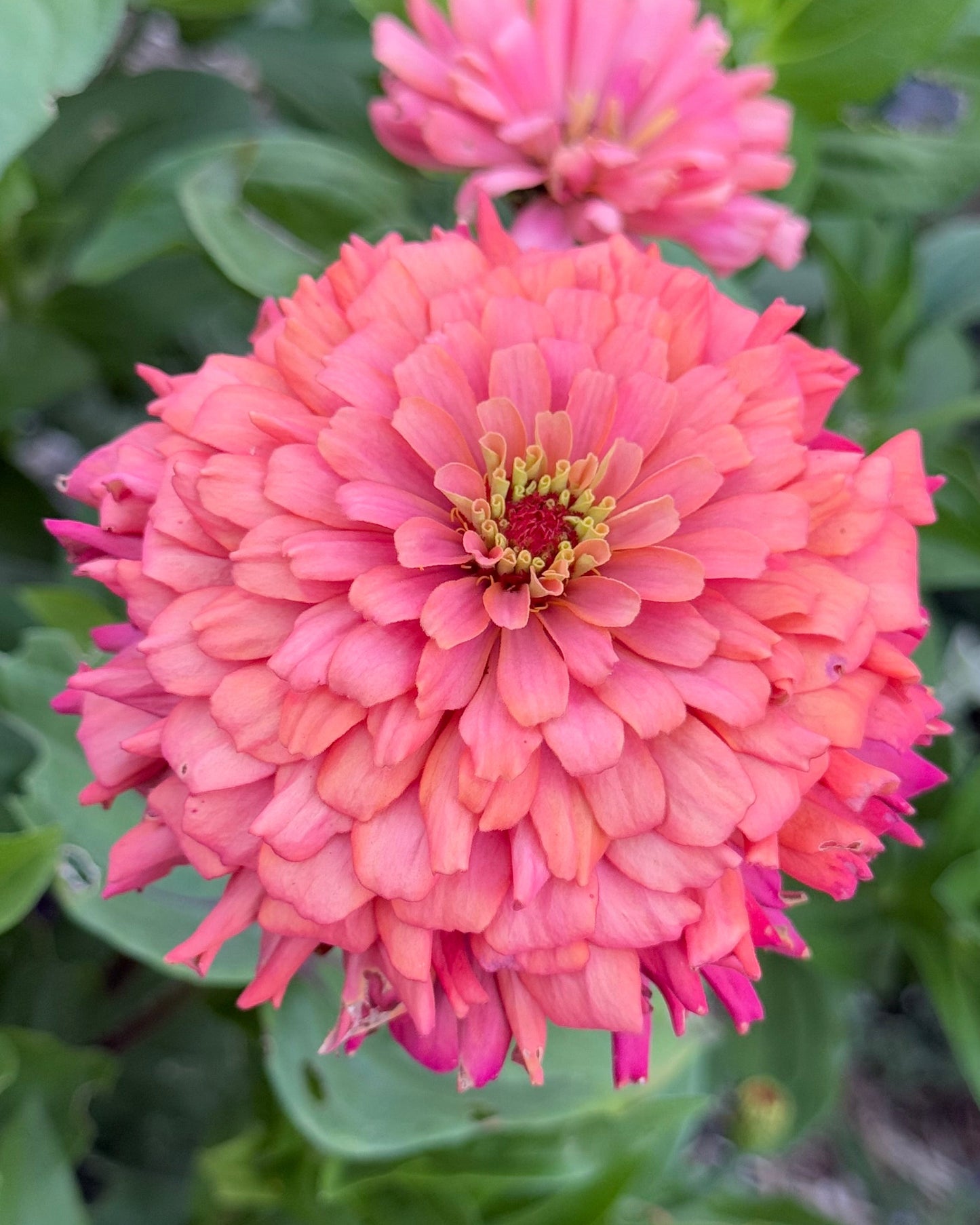 Close-up of a pink flower with green leaves in the background