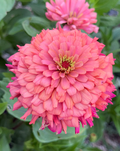 Close-up of a pink flower with green leaves in the background