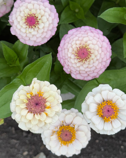 Windfall Second Chance