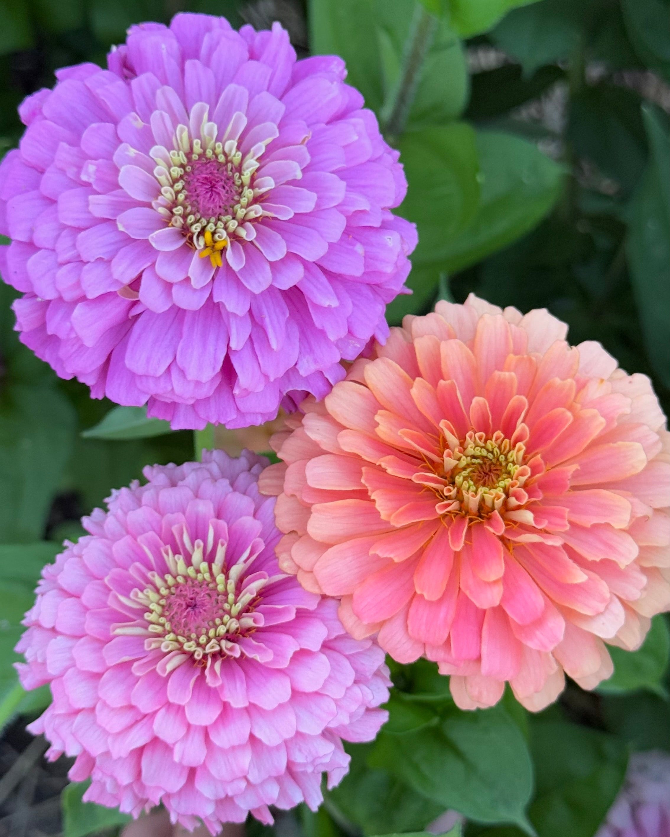 Windfall Joy – Windfall Flowers