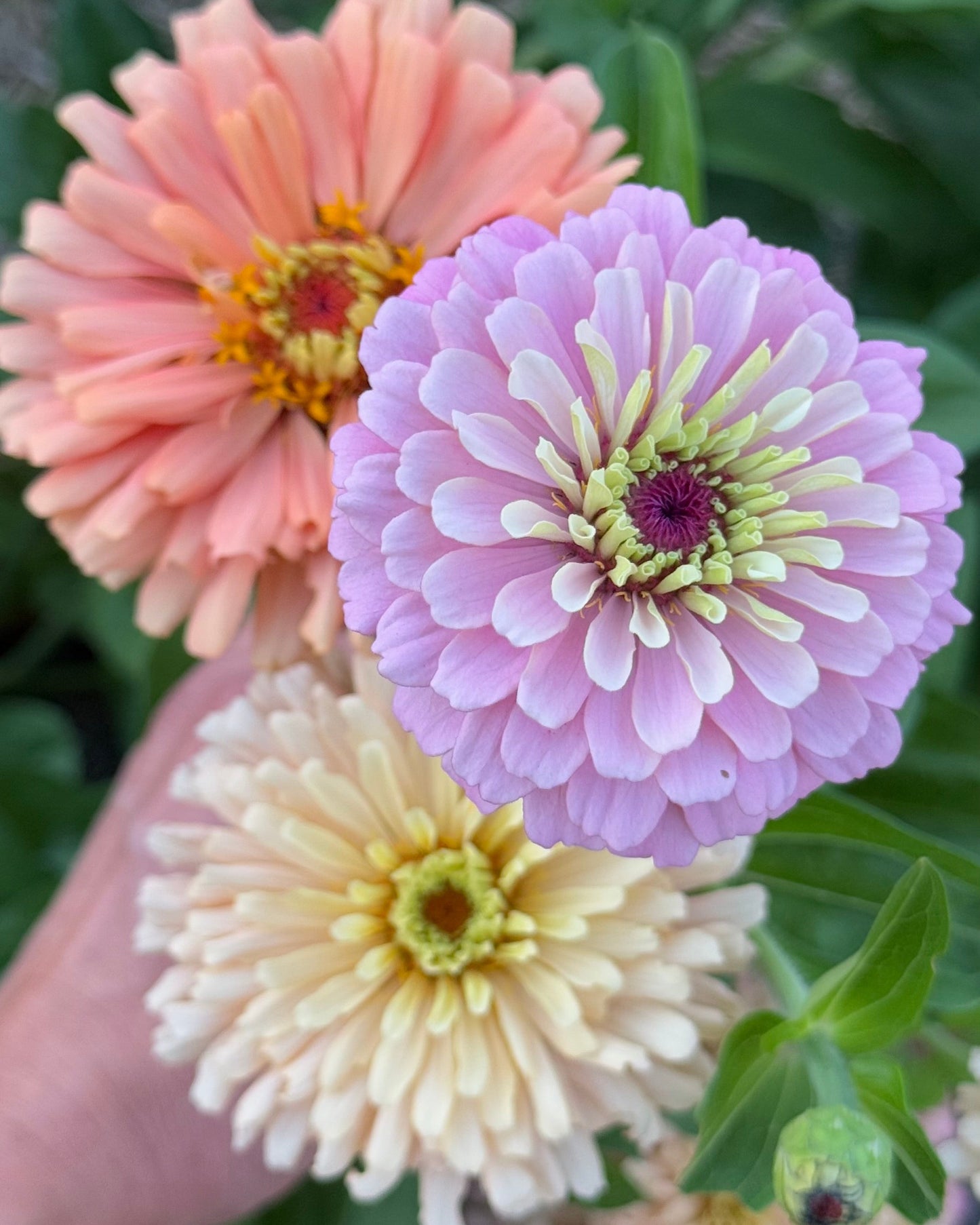 Windfall Second Chance