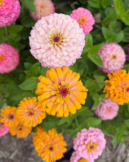 Windfall Breeder's Magic