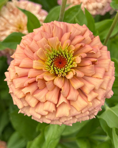 Windfall Breeder's Magic